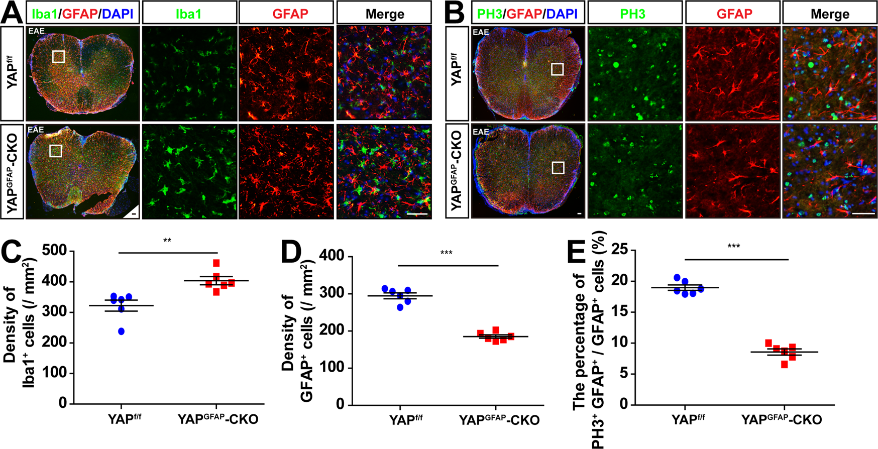 Fig. 4: The neuroinflammation was aggravated and the proliferation of astrocytes was reduced in the spinal cords of YAPGFAP-CKO EAE mice.