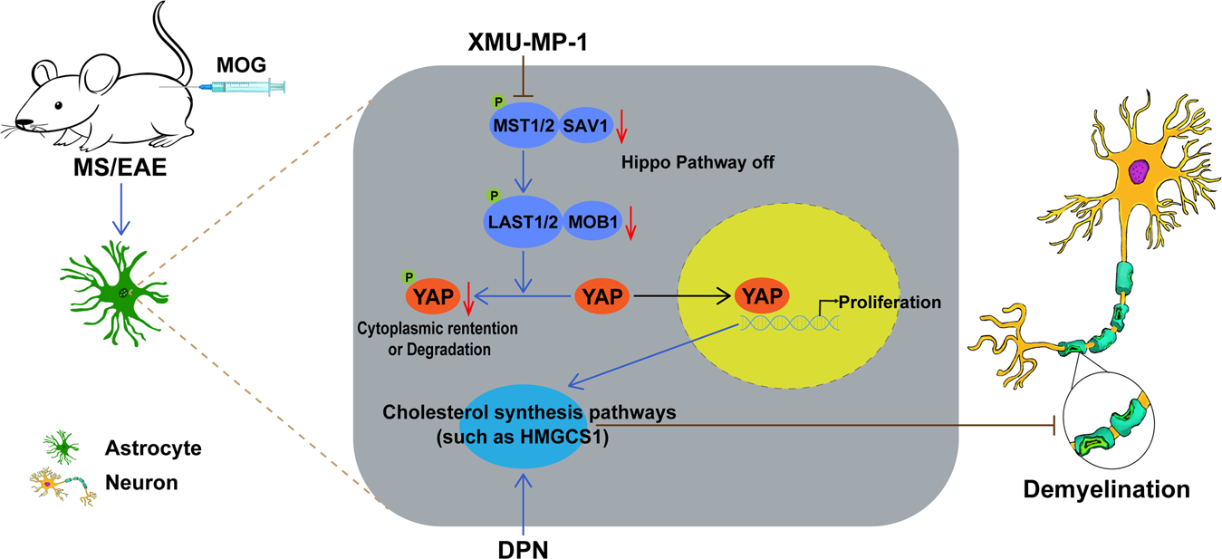 Fig. 8: A working model of astrocytic YAP’s function in EAE mice.