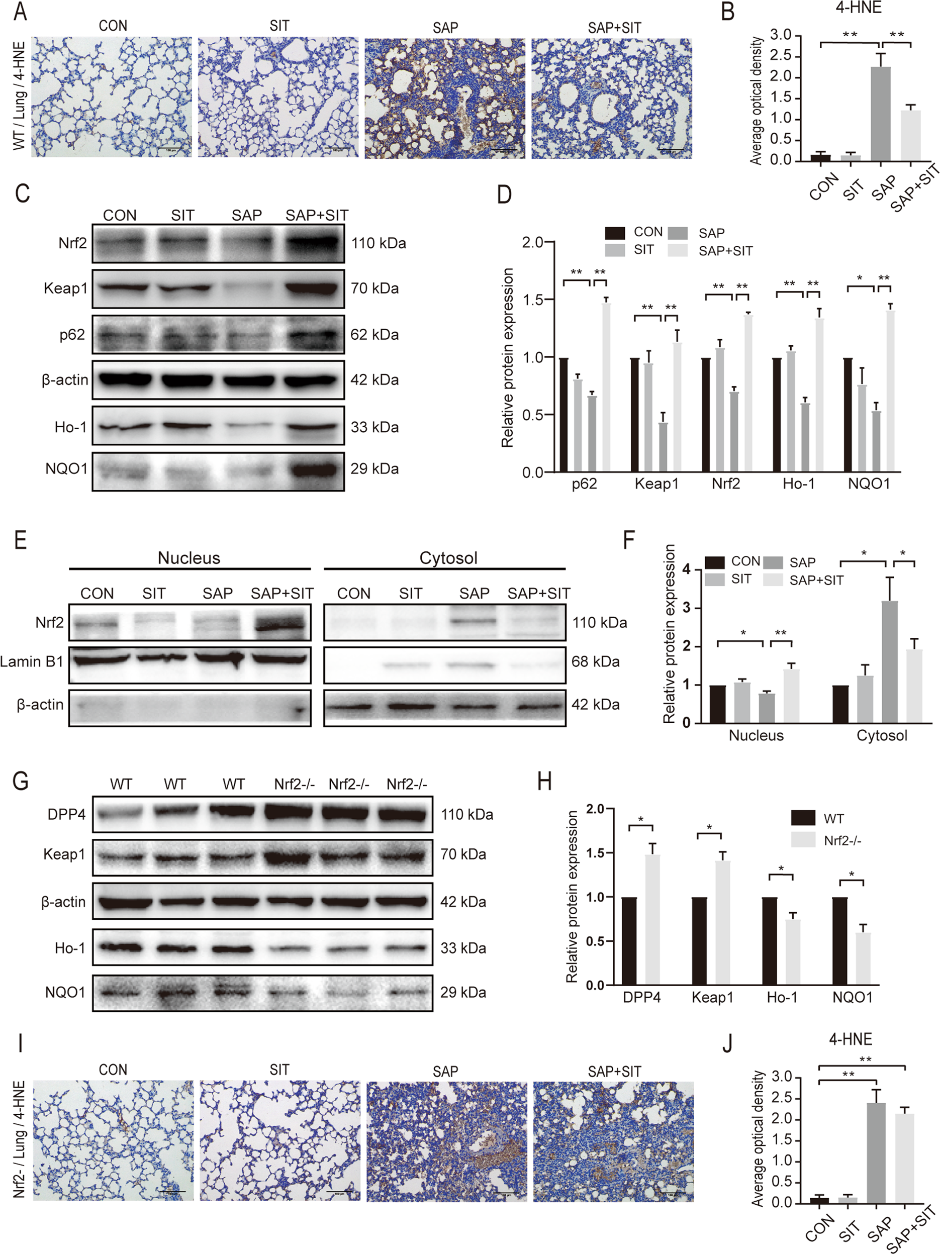 Fig. 3: Sitagliptin reduced ROS levels and activated the p62–Keap1–Nrf2 signalling pathway.