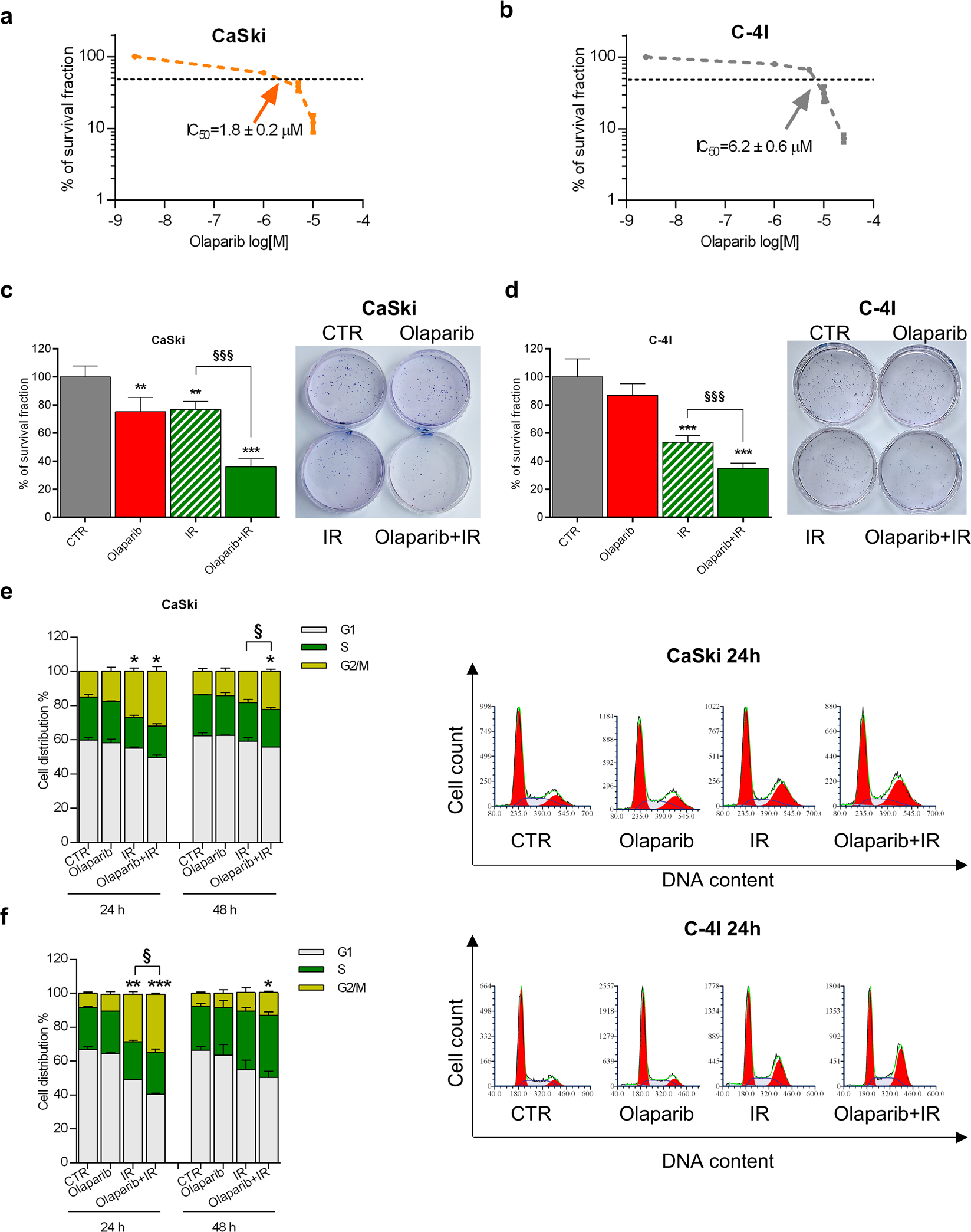 Fig. 3: Olaparib sensitizes radioresistant cervical cancer cells.