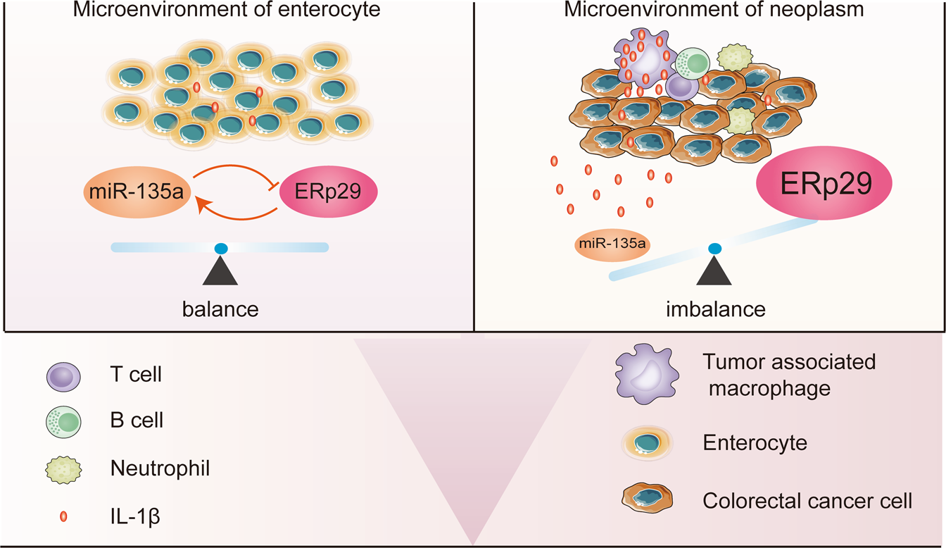 Fig. 7: The mechanism for feedback regulation between miR-135a-5p and ERp29 in normal and neoplasm tissues.
