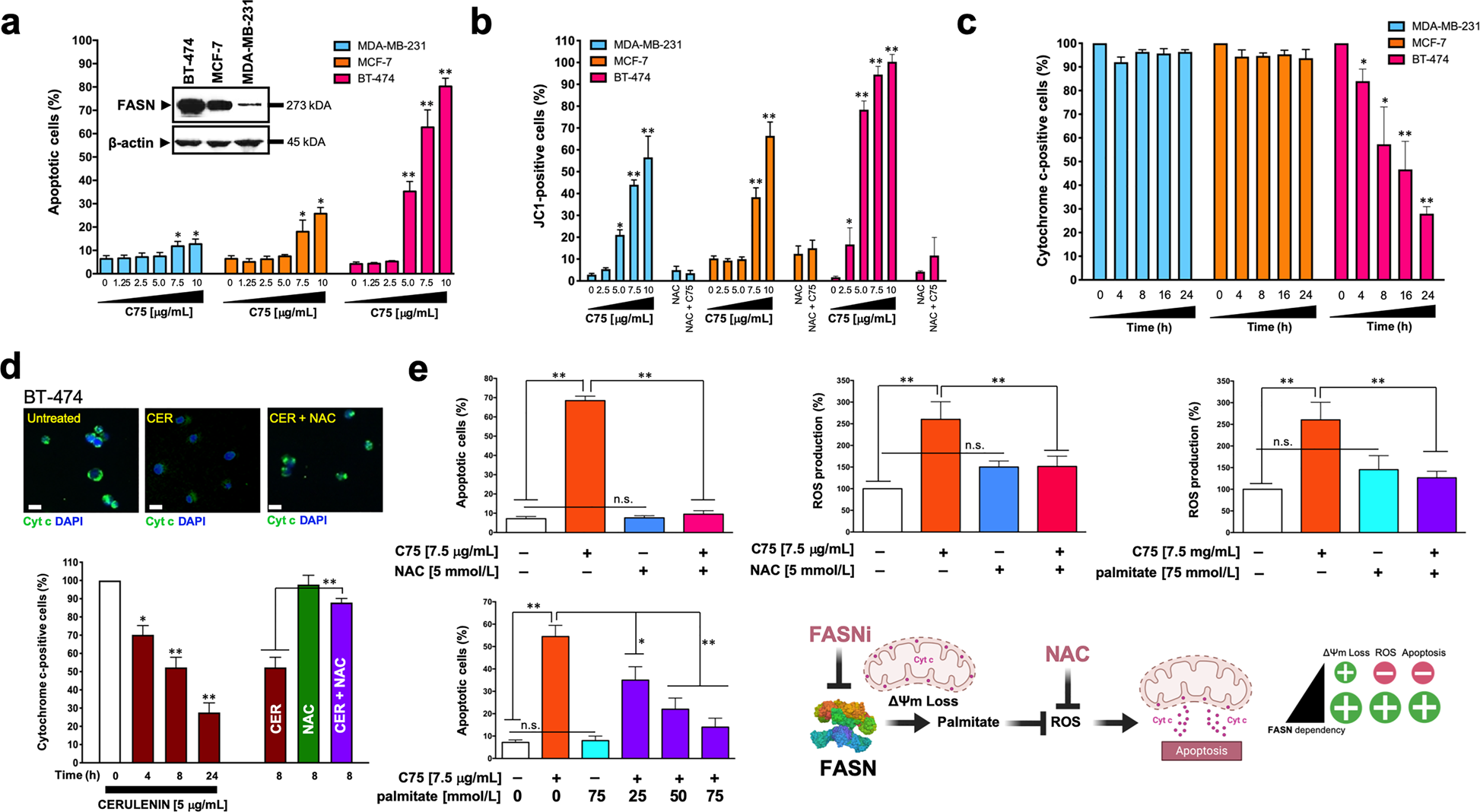 Fig. 2: FASN inhibition promotes high levels of apoptotic cell death in FASN-overexpressing breast cancer cells.