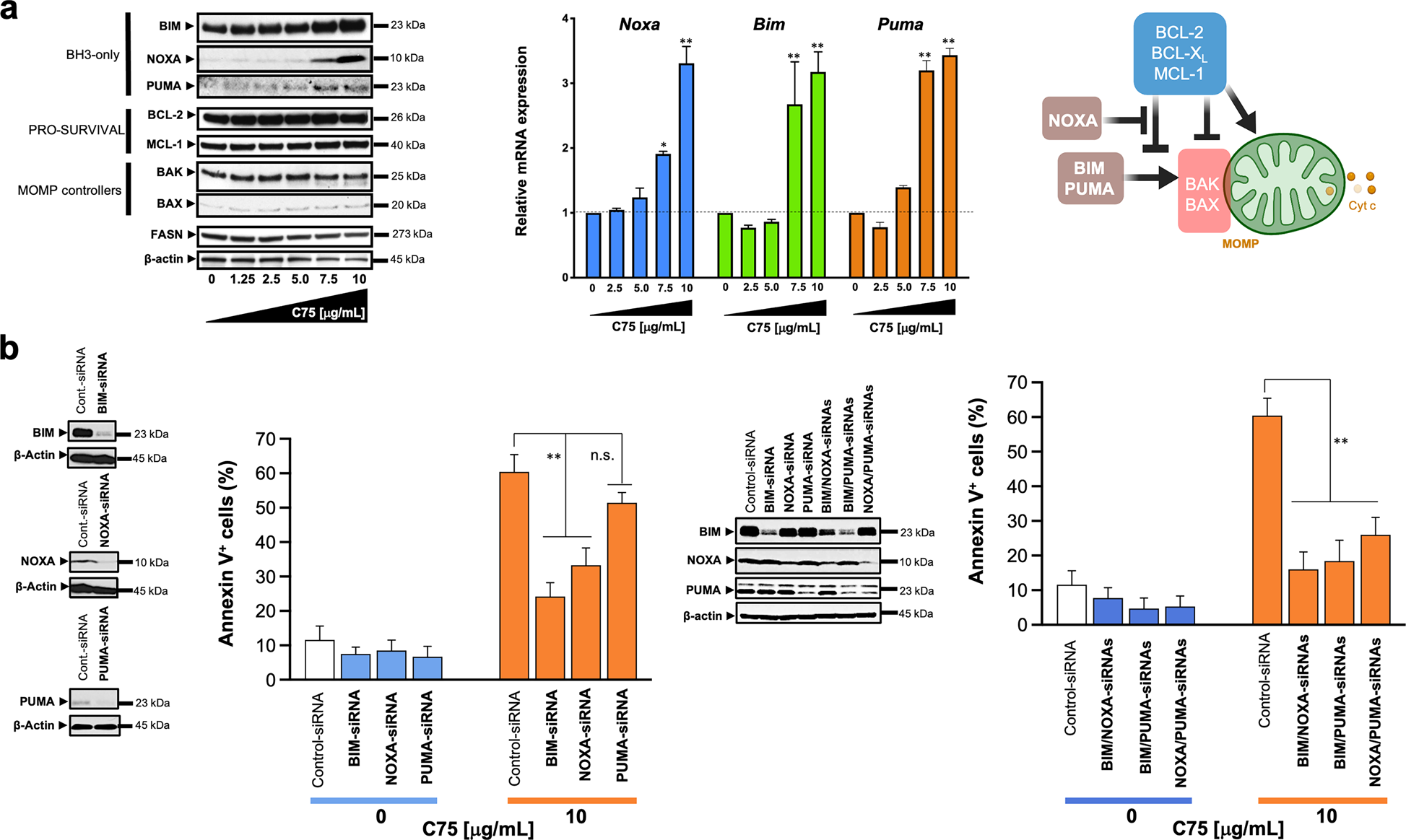 Fig. 3: BH3-only proteins mediate FASN inhibition-induced apoptosis.