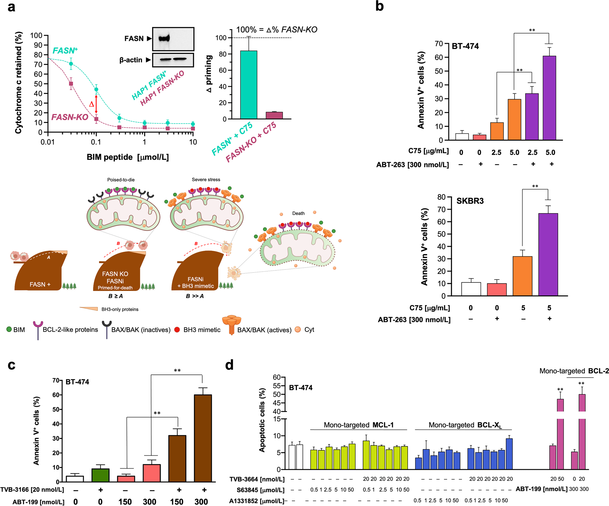 Fig. 4: FASN inhibition exacerbates the pro-apoptotic activity of BCL2-targeting BH3 mimetics.
