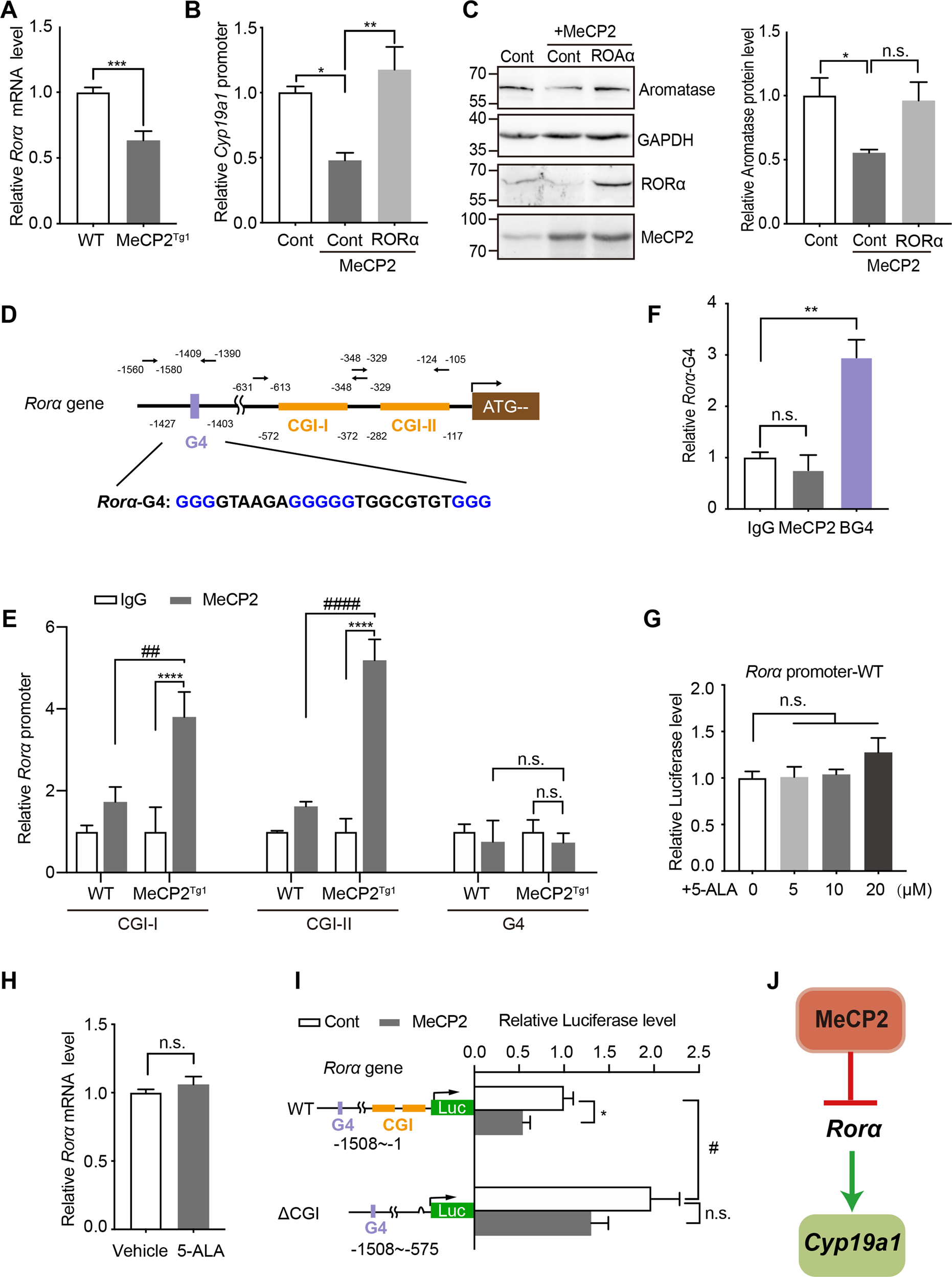 Fig. 6: MeCP2 regulates Cyp19a1 via RORα.