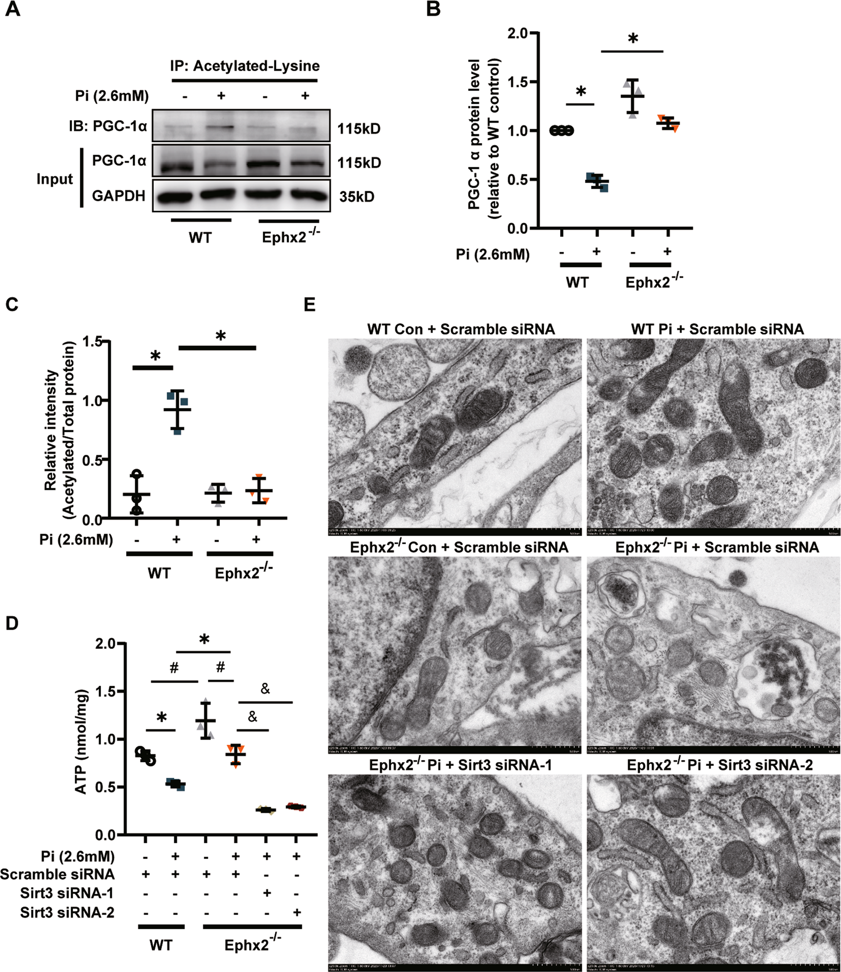 Fig. 5: Soluble epoxide hydrolase (sEH) deletion increased Sirtuin 3 (Sirt3)-related mitochondrial adenosine triphosphate (ATP) production and improved mitochondrial morphology.