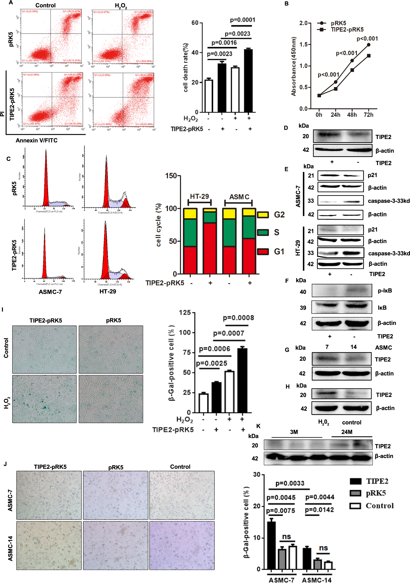The Overexpression Of Tipe2 In Crc Cells Suppresses Survival While Endogenous Tipe2 Accelerates Aom Dss Induced Tumor Initiation Cell Death Disease