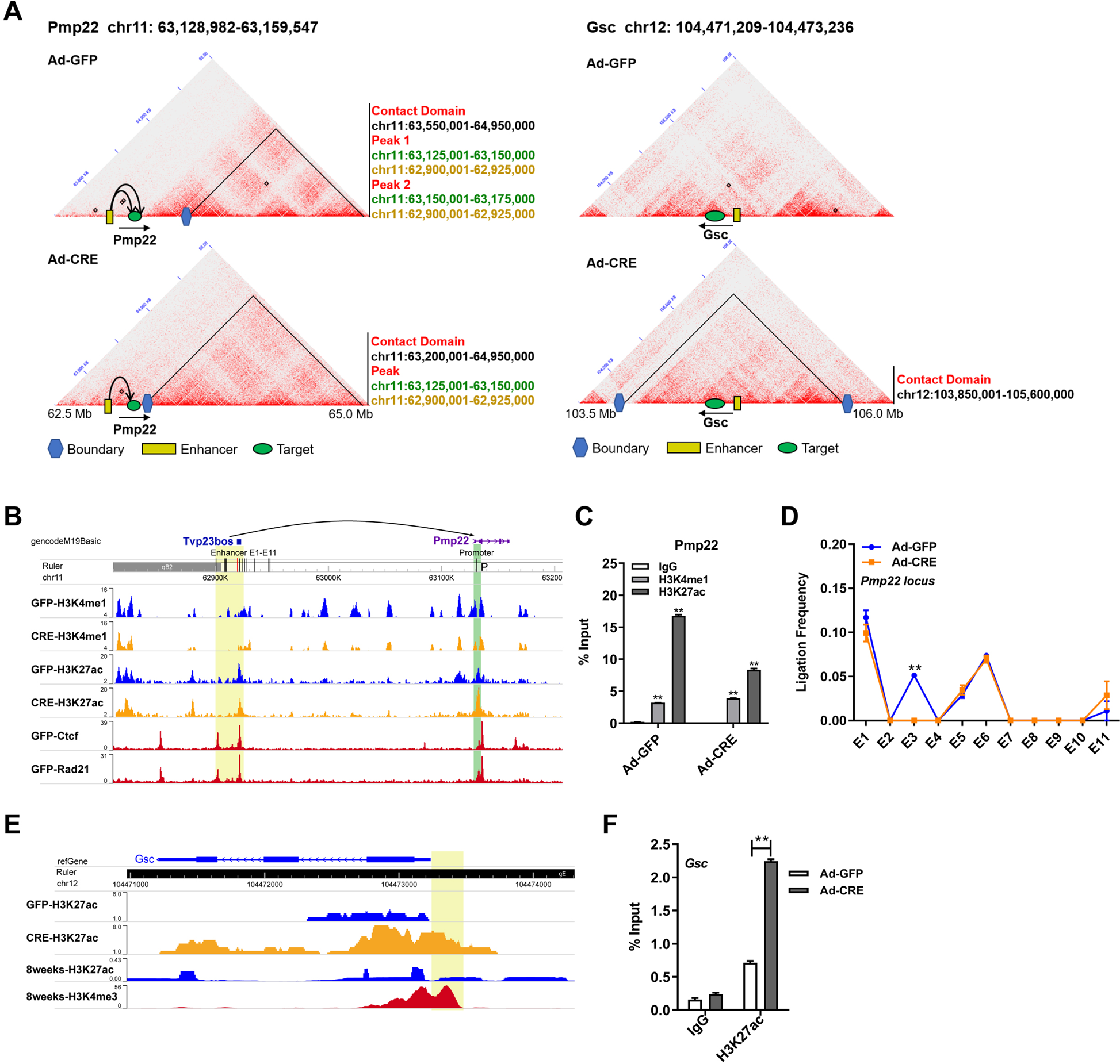 Fig. 5: Weakened chromatin loops and remodeled TADs cause aberrant transcription.