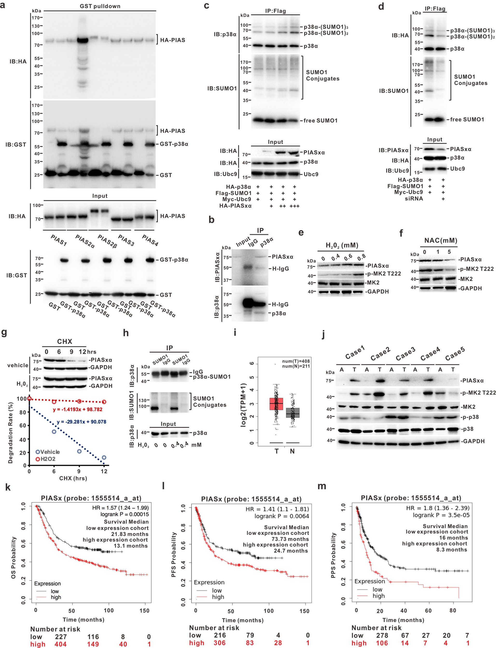 Fig. 6: ROS can stabilize PIASxα to promote p38α-SUMOylation.