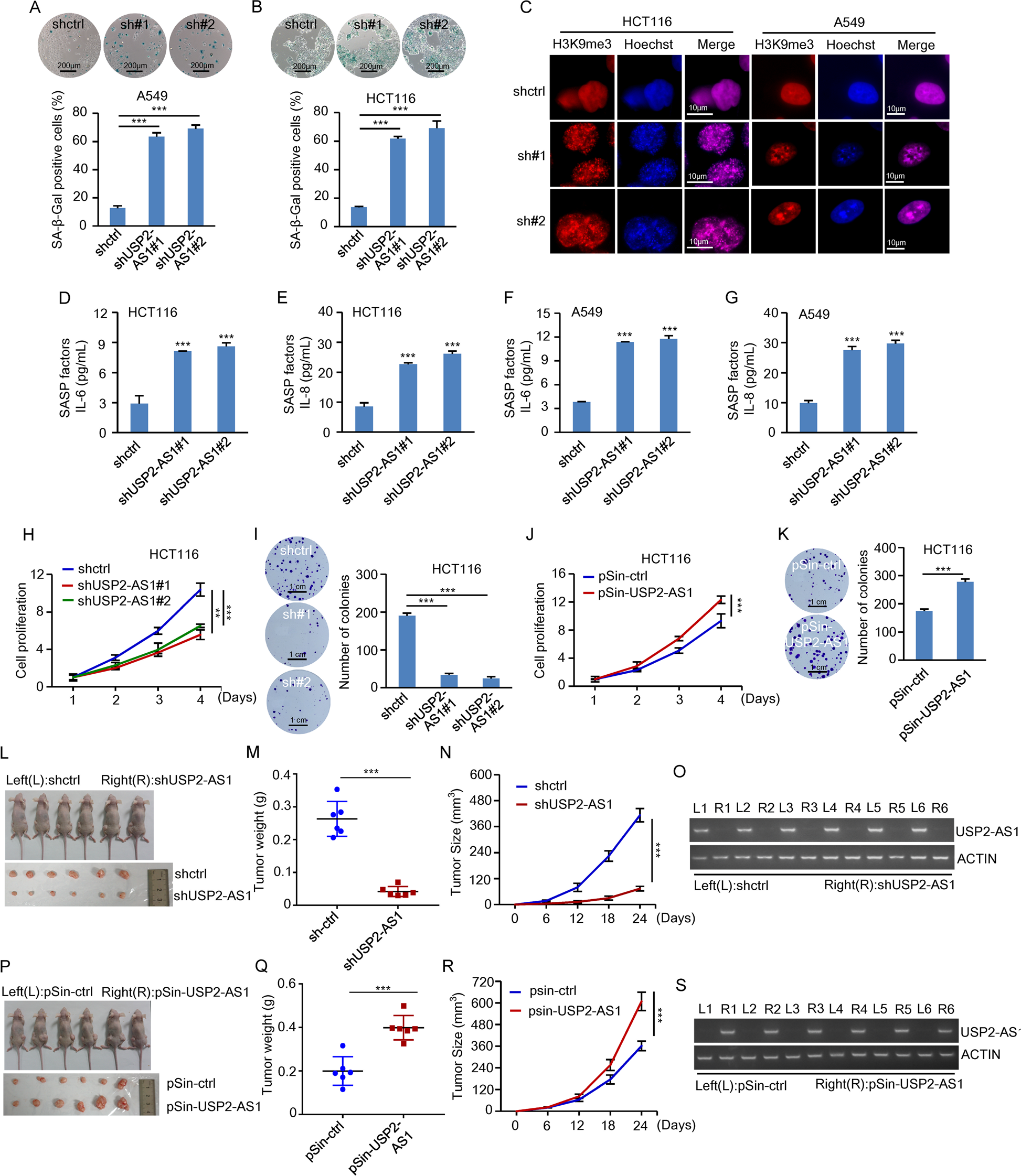 c-Myc-activated USP2-AS1 suppresses senescence and promotes tumor  progression via stabilization of E2F1 mRNA | Cell Death & Disease