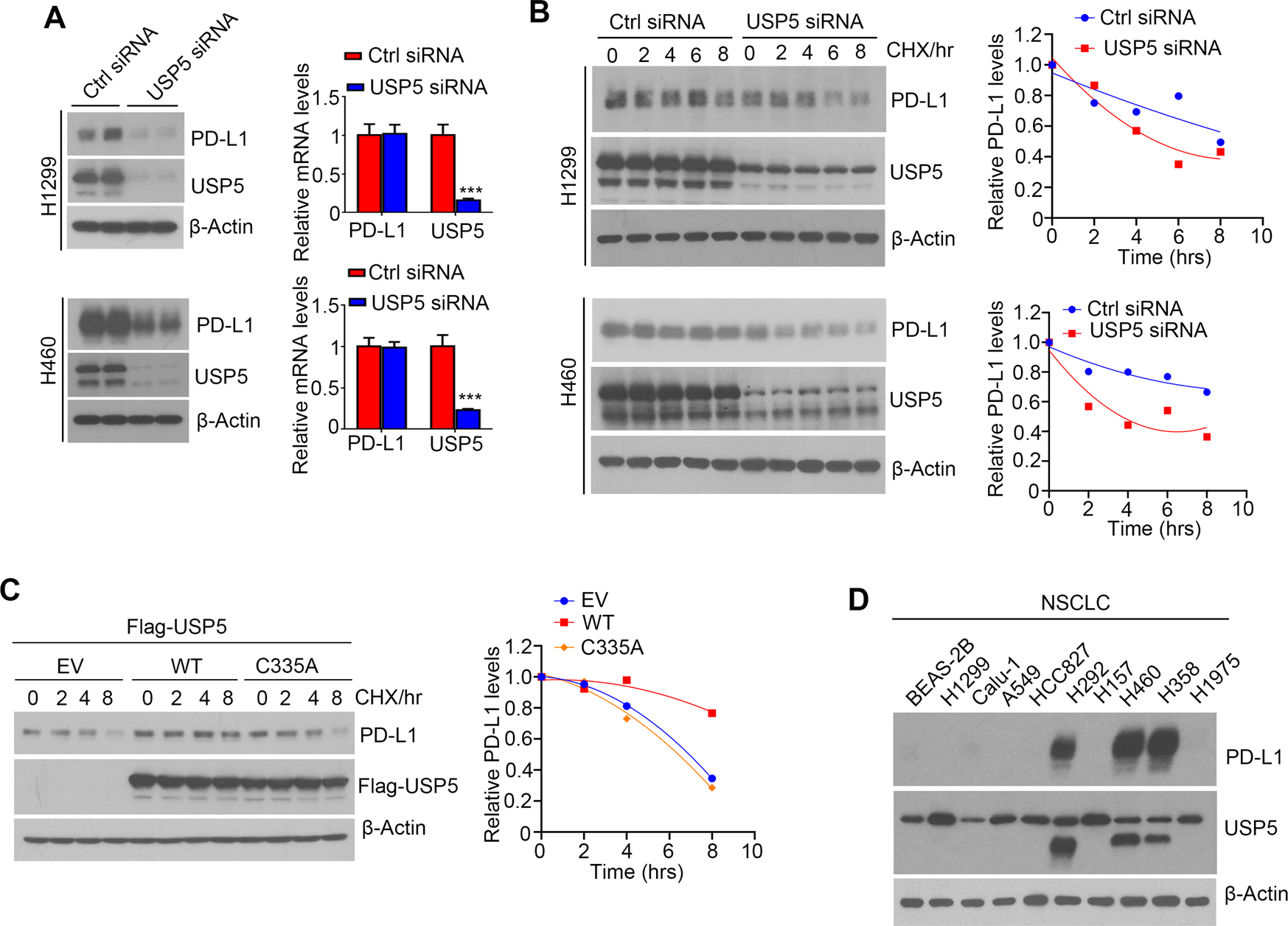 Fig. 2: USP5 regulates PD-L1 stability.