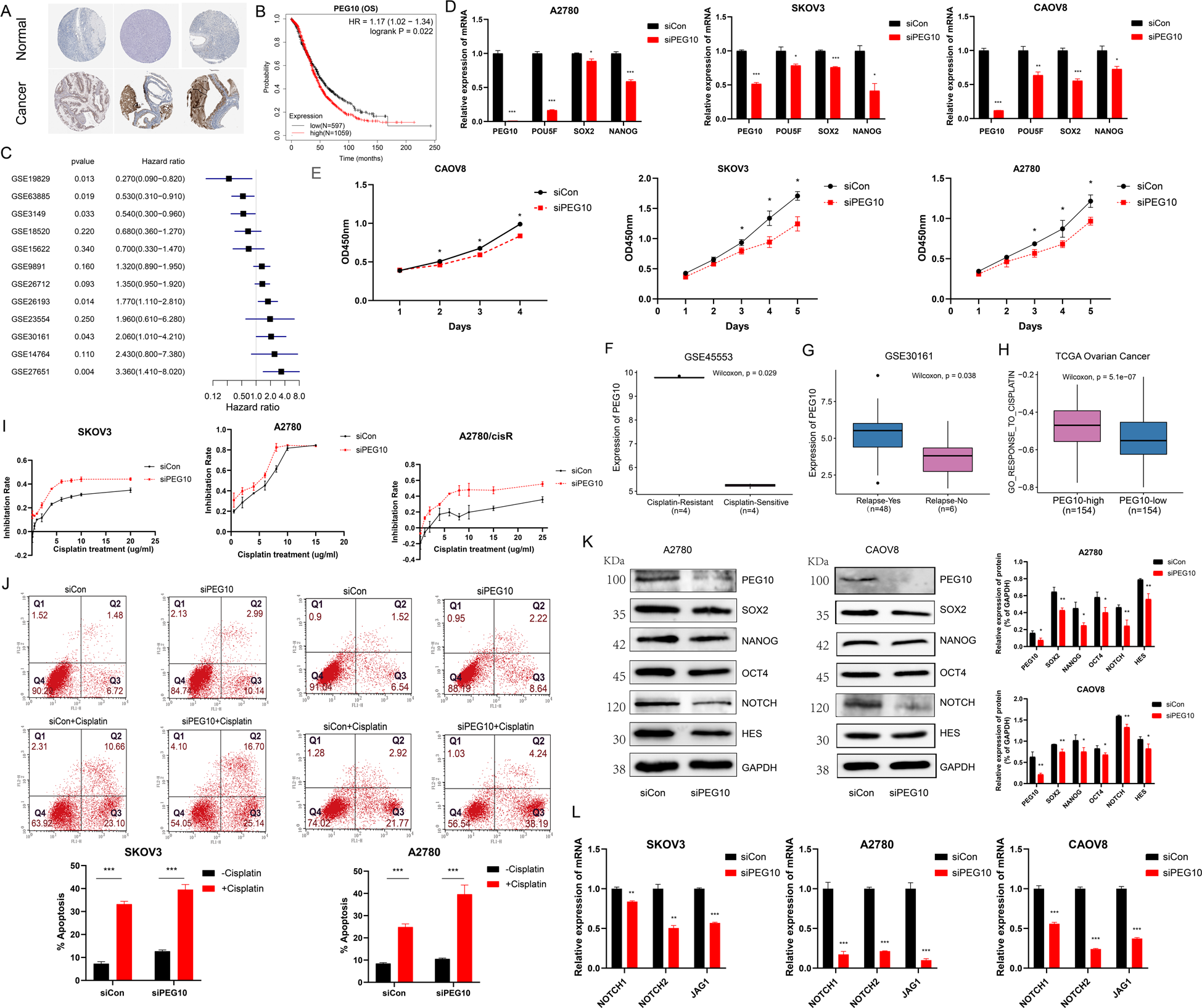 Fig. 4: PEG10 deficiency inhibits tumour cell proliferation and promotes cisplatin resistance by targeting stem cell self-renewal.