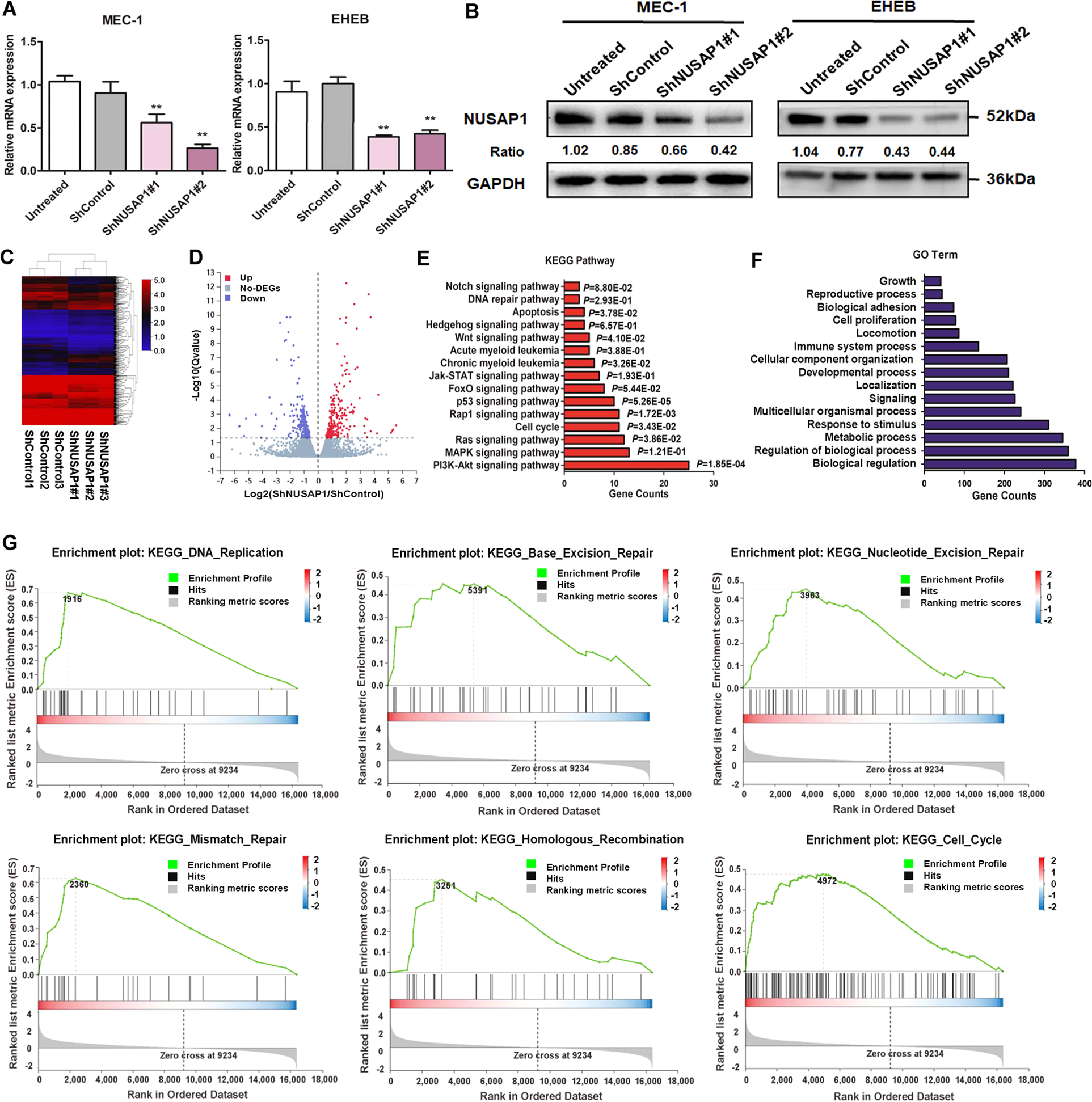 Fig. 2: RNA-seq analysis of NUSAP1 between ShControl and ShNUSAP1 cells.
