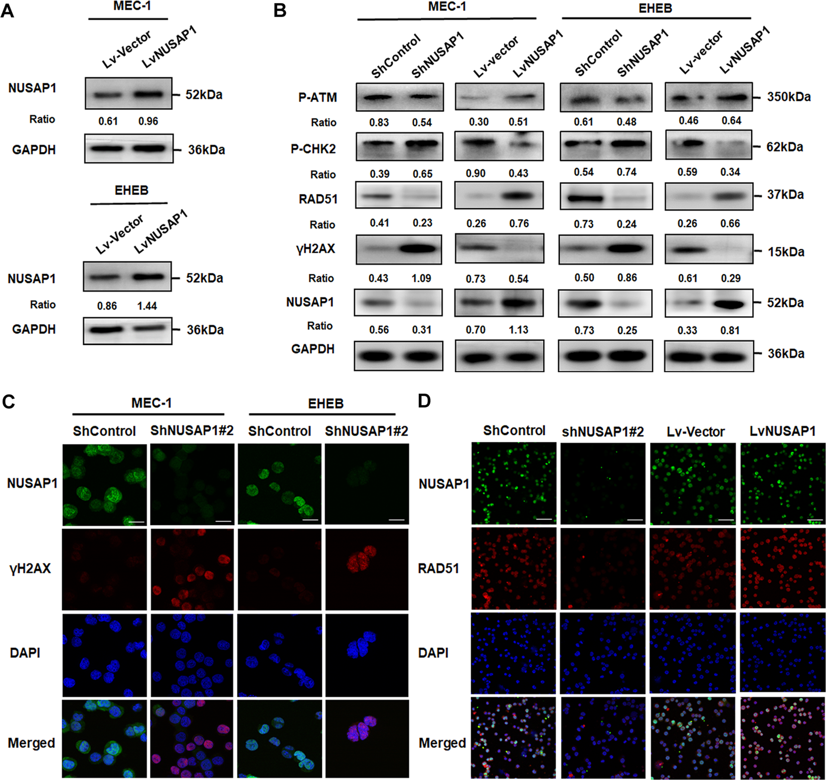 Fig. 4: DNA damage in CLL cells induced by suppression of NUSAP1.