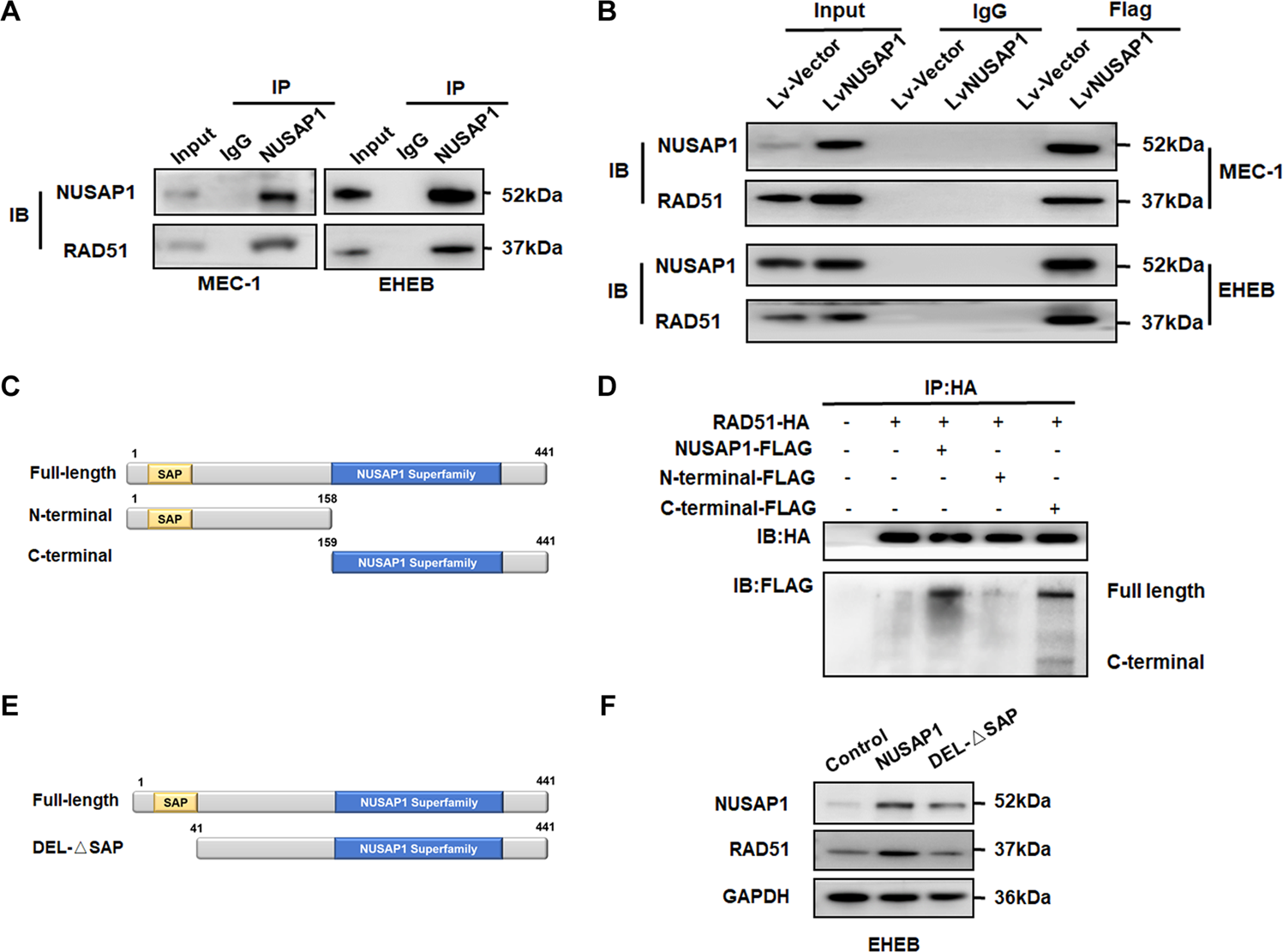 Fig. 5: NUSAP1 bound with RAD51 via the C-terminus.