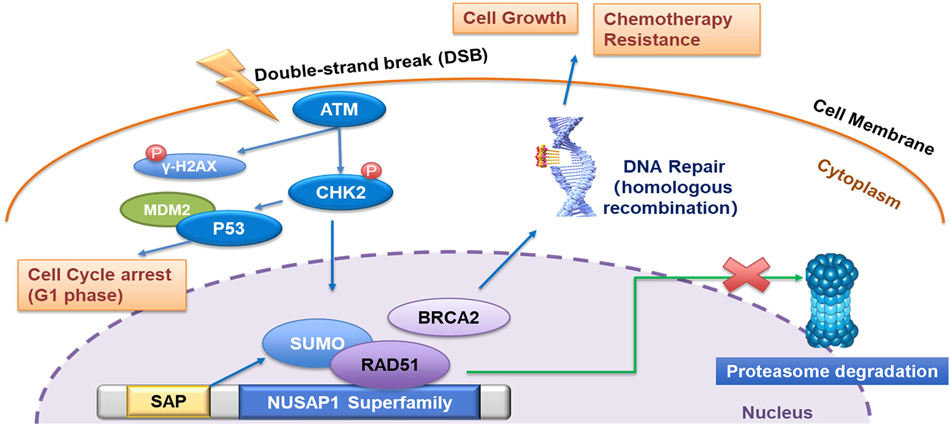 Fig. 7: Diagram of the mechanism of NUSAP1 promoting DNA repair process by binding with RAD51.