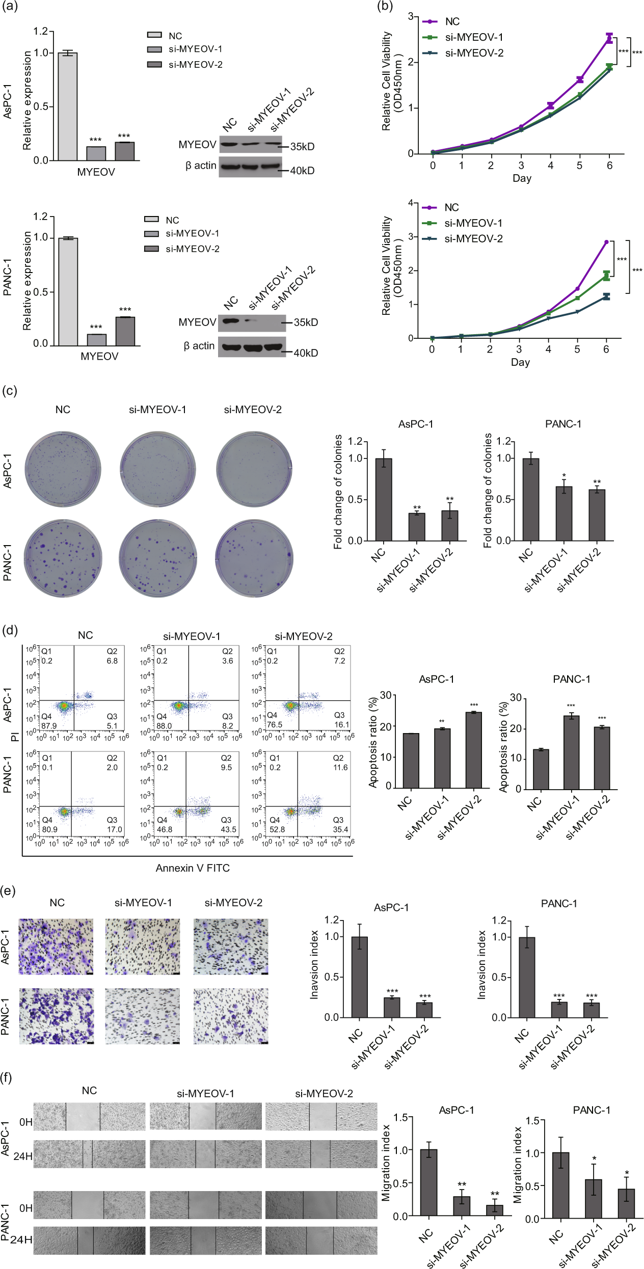 Fig. 2: MYEOV knockdown inhibits cell proliferation, invasion and migration in PDAC in vitro.