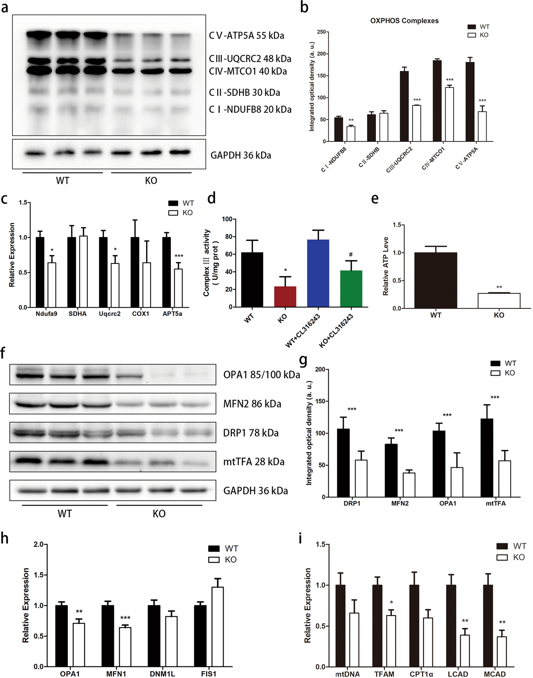 Fig. 5: Trib1 knockout results in decreased ATP production and disruption of mitochondrial homeostasis.