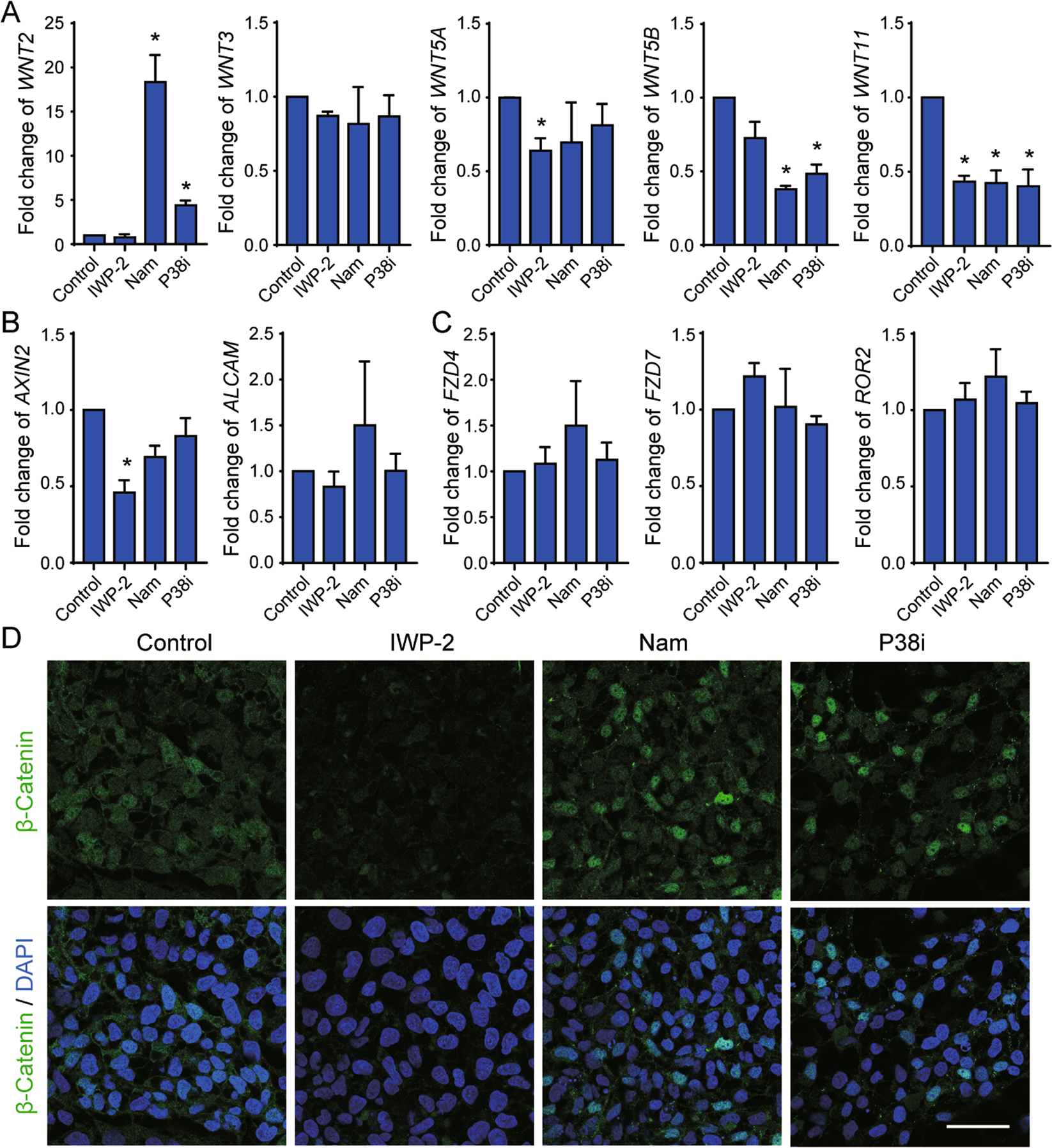 Fig. 4: Nicotinamide-induced cardiac differentiation is independent of canonical WNT inhibition.