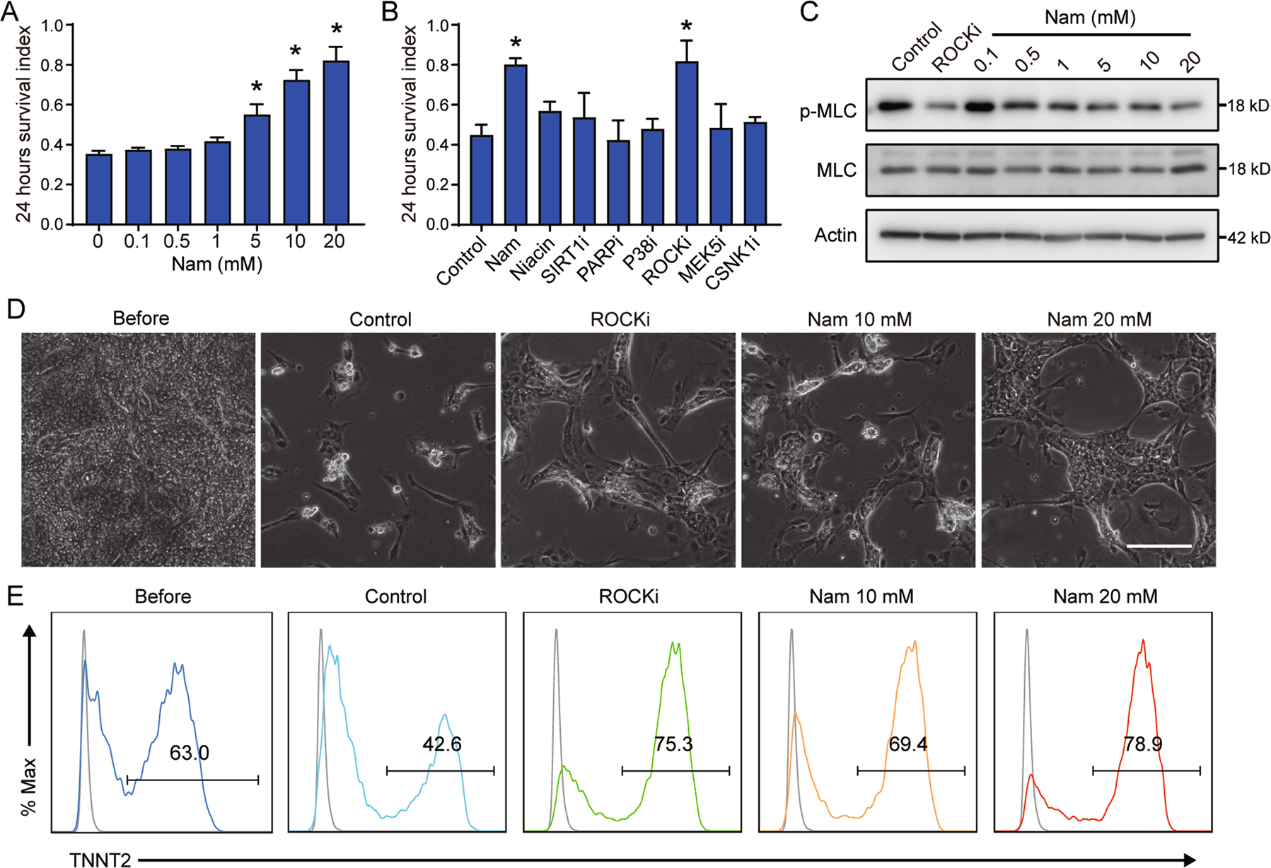 Fig. 6: Nicotinamide promotes the survival of hESC-derived cardiomyocytes and improves cardiomyocyte purity.