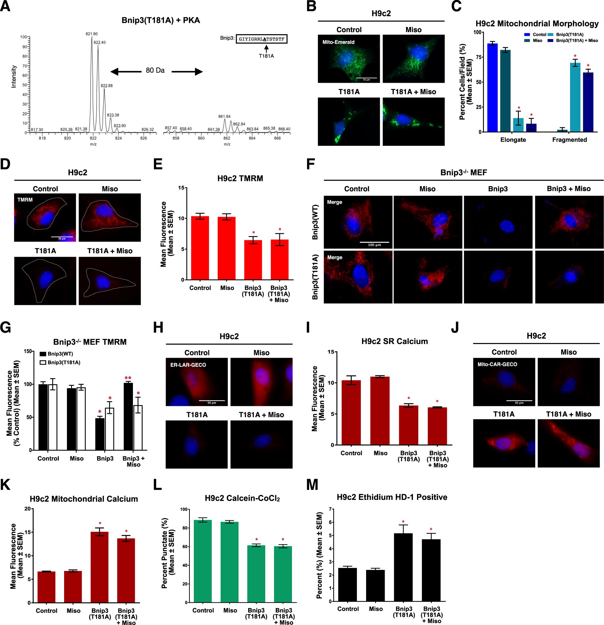 Fig. 5: Misoprostol Inhibits Bnip3-induced mitochondrial perturbations and cell death through Thr-181 phosphorylation in H9c2 cells.
