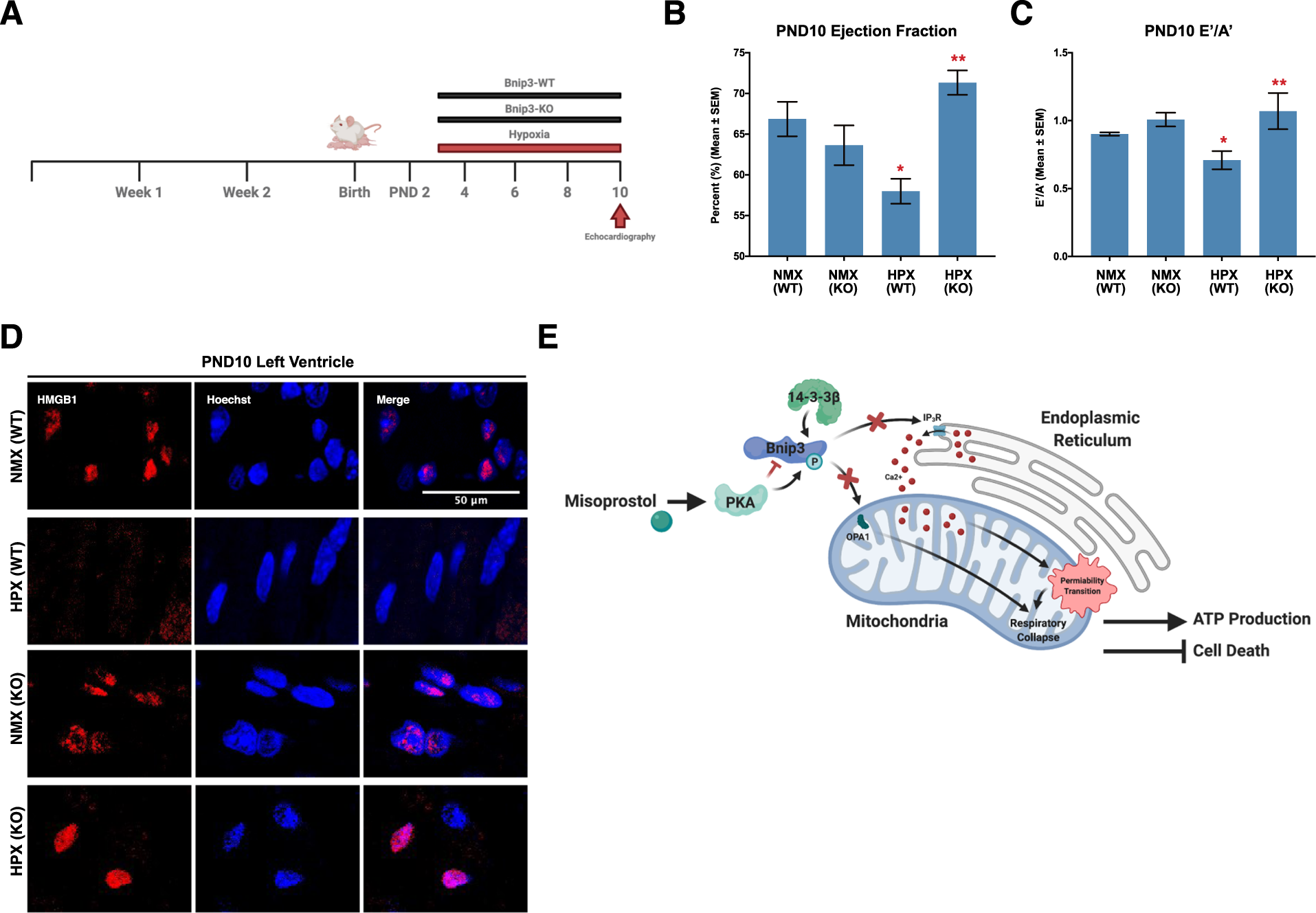 Fig. 7: Bnip3 ablation prevents hypoxia-induced contractile dysfunction and necroinflammation in the PND10 neonatal heart.