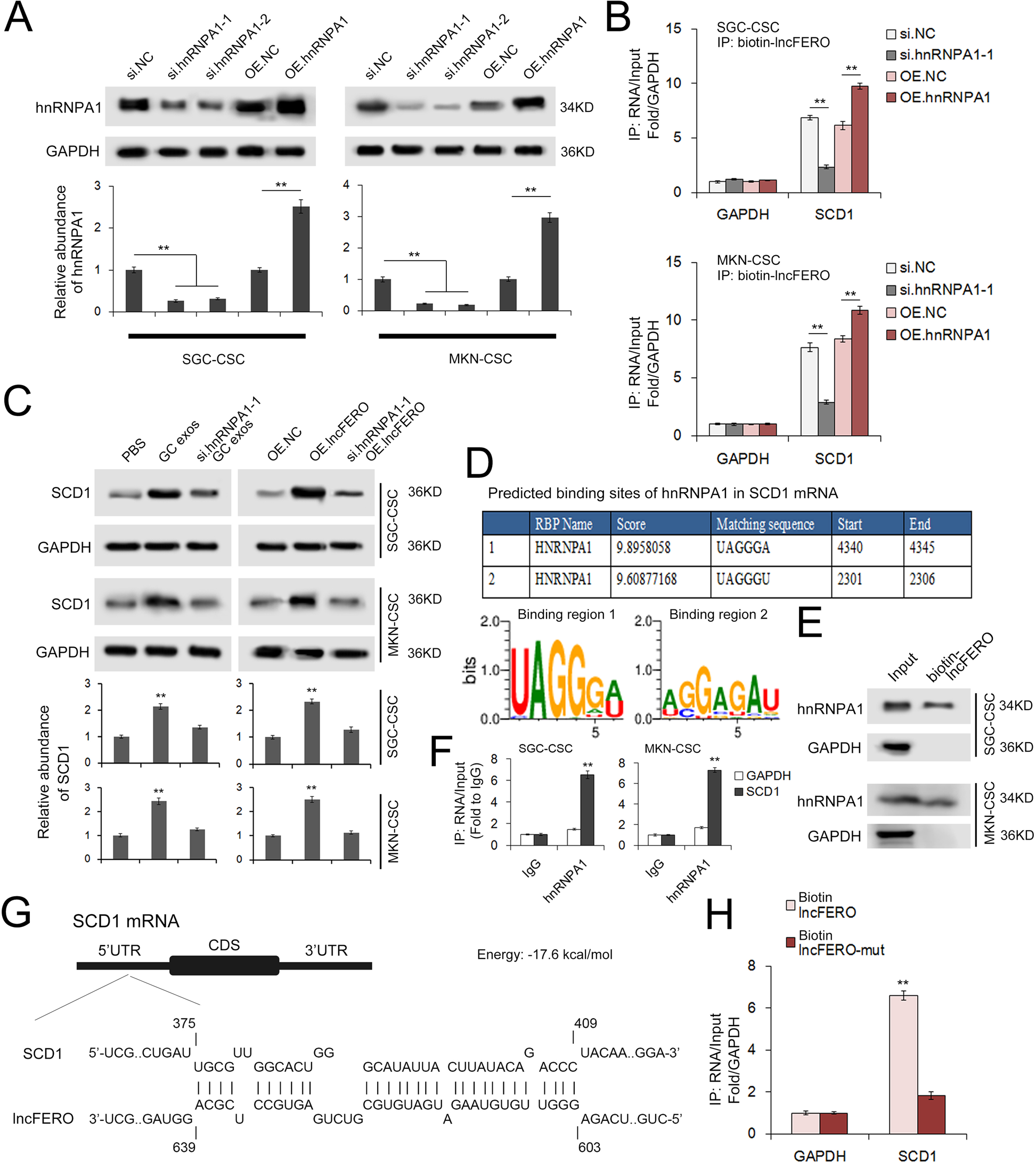 Fig. 6: LncFERO interacts with SCD1 mRNA and promotes SCD1 translation by recruiting hnRNPA1.