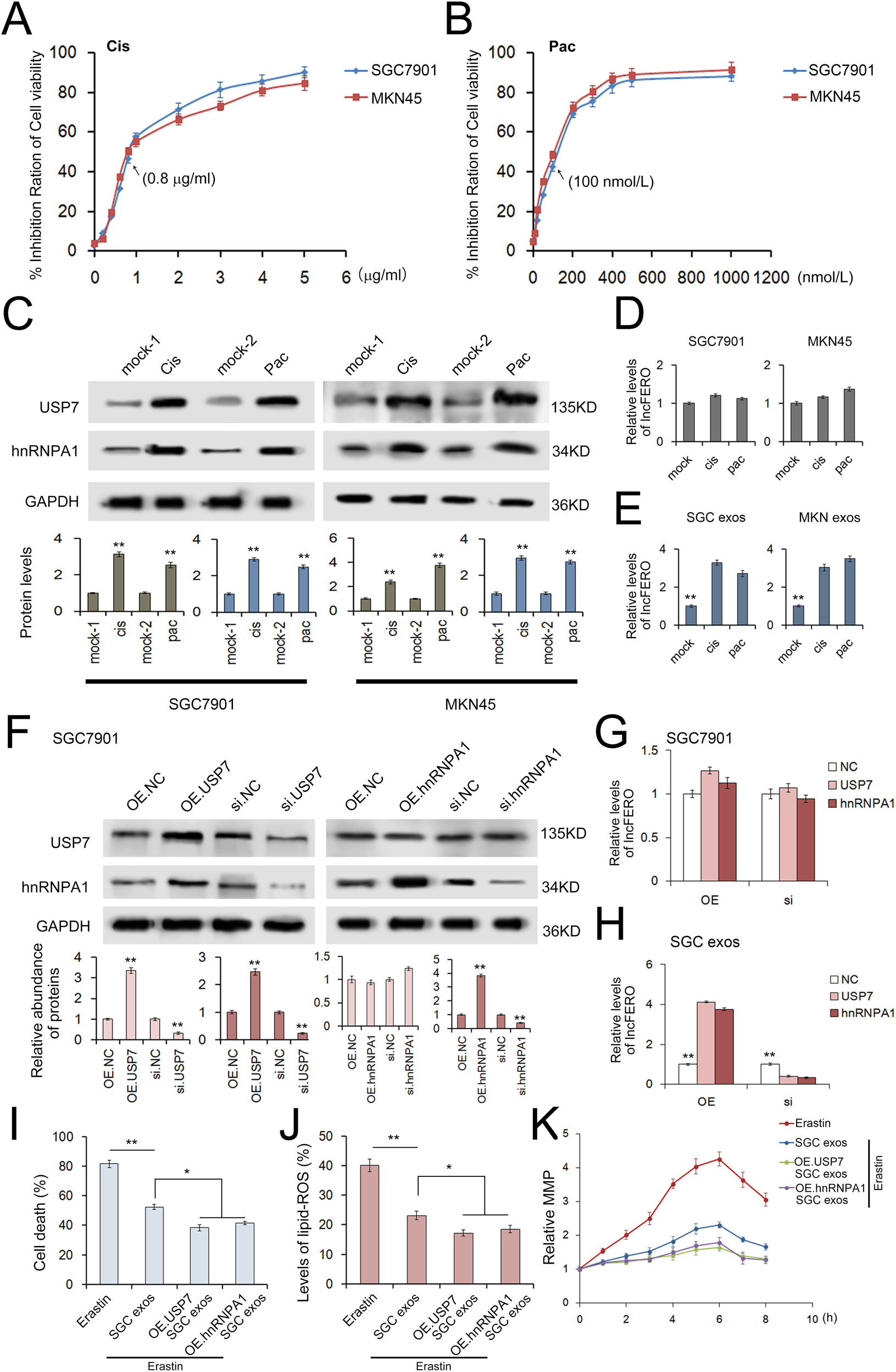 Fig. 7: Chemotoxicity promotes lncFERO secretion from GC cells via the USP7/hnRNPA1 axis.
