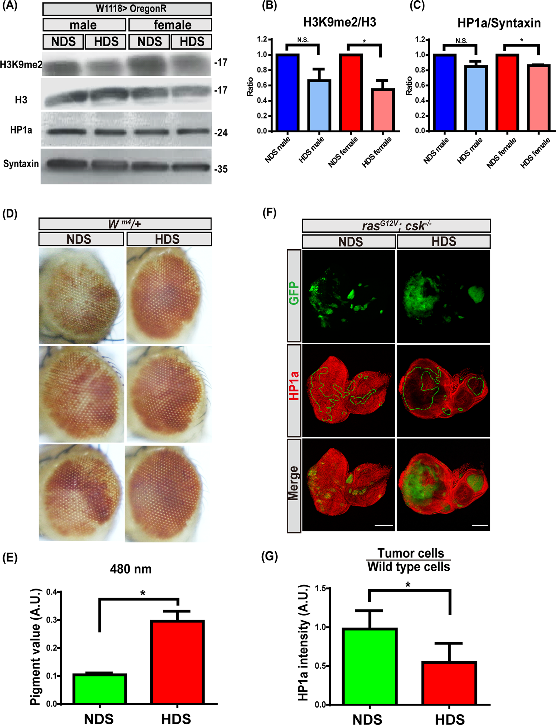Fig. 2: HDS decreases heterochromatin formation.