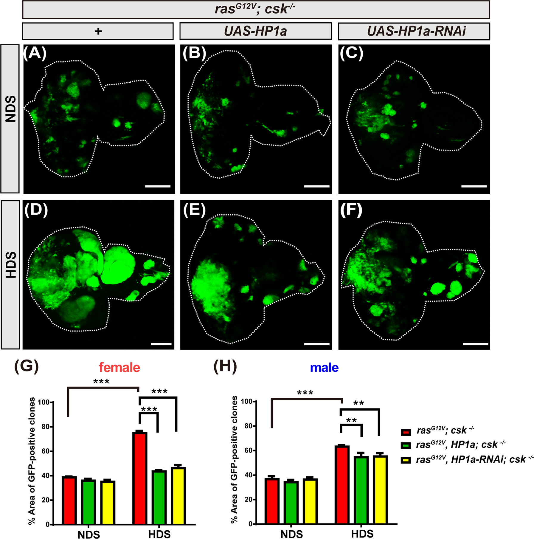 Fig. 3: Increased heterochromatin formation in Ras/Src tumor cells suppresses HDS-induced tumor growth.