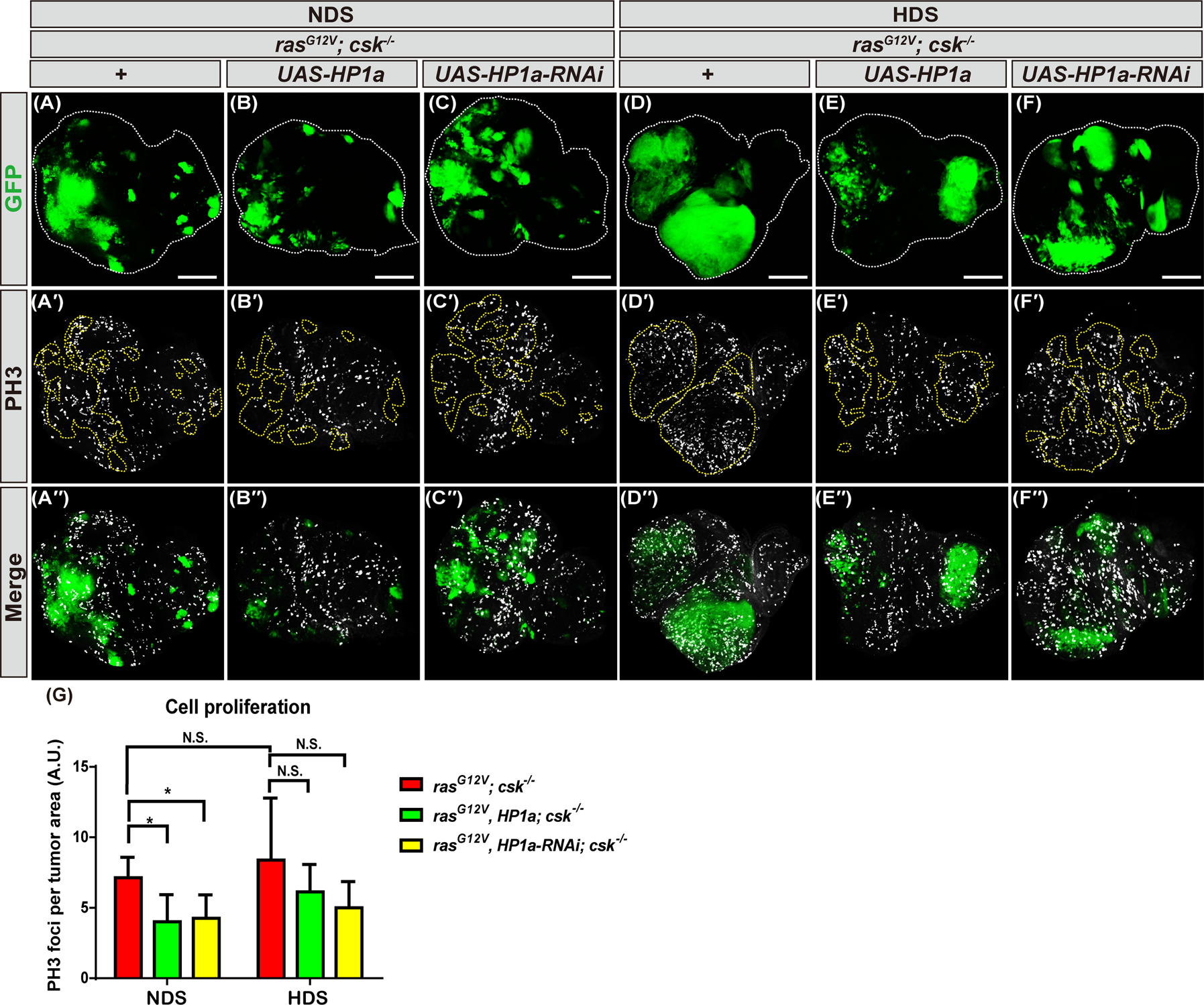 Fig. 4: Increased heterochromatin formation reduces proliferation of tumor cells from flies fed NDS.