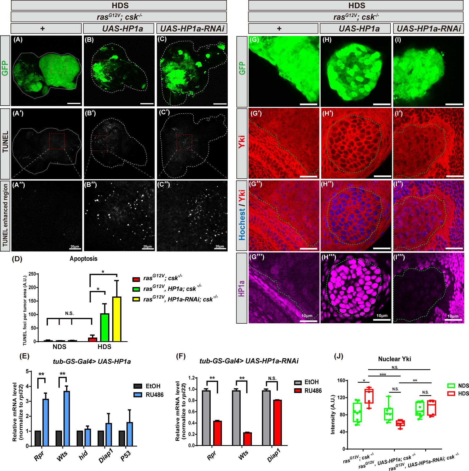 Fig. 5: Increased heterochromatin formation increases apoptosis in tumor cells under HDS.