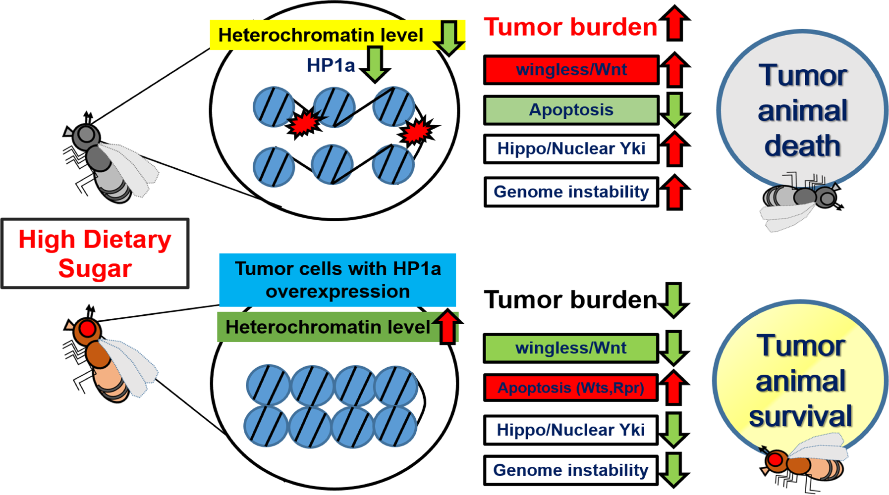 Fig. 8: Heterochromatin formation suppresses HDS-induced tumor progression by downregulating wingless/Wnt and Hippo signaling, increasing apoptosis, and maintaining genome stability.
