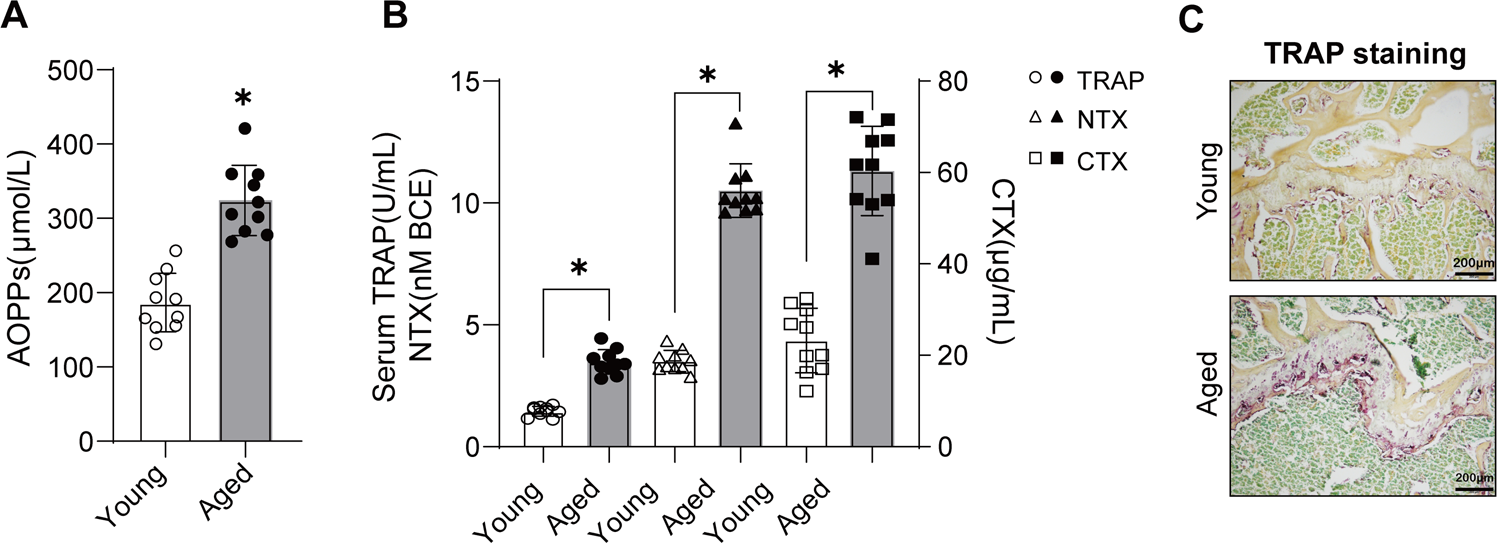 Age Related Accumulation Of Advanced Oxidation Protein Products Promotes Osteoclastogenesis Through Disruption Of Redox Homeostasis Cell Death Disease