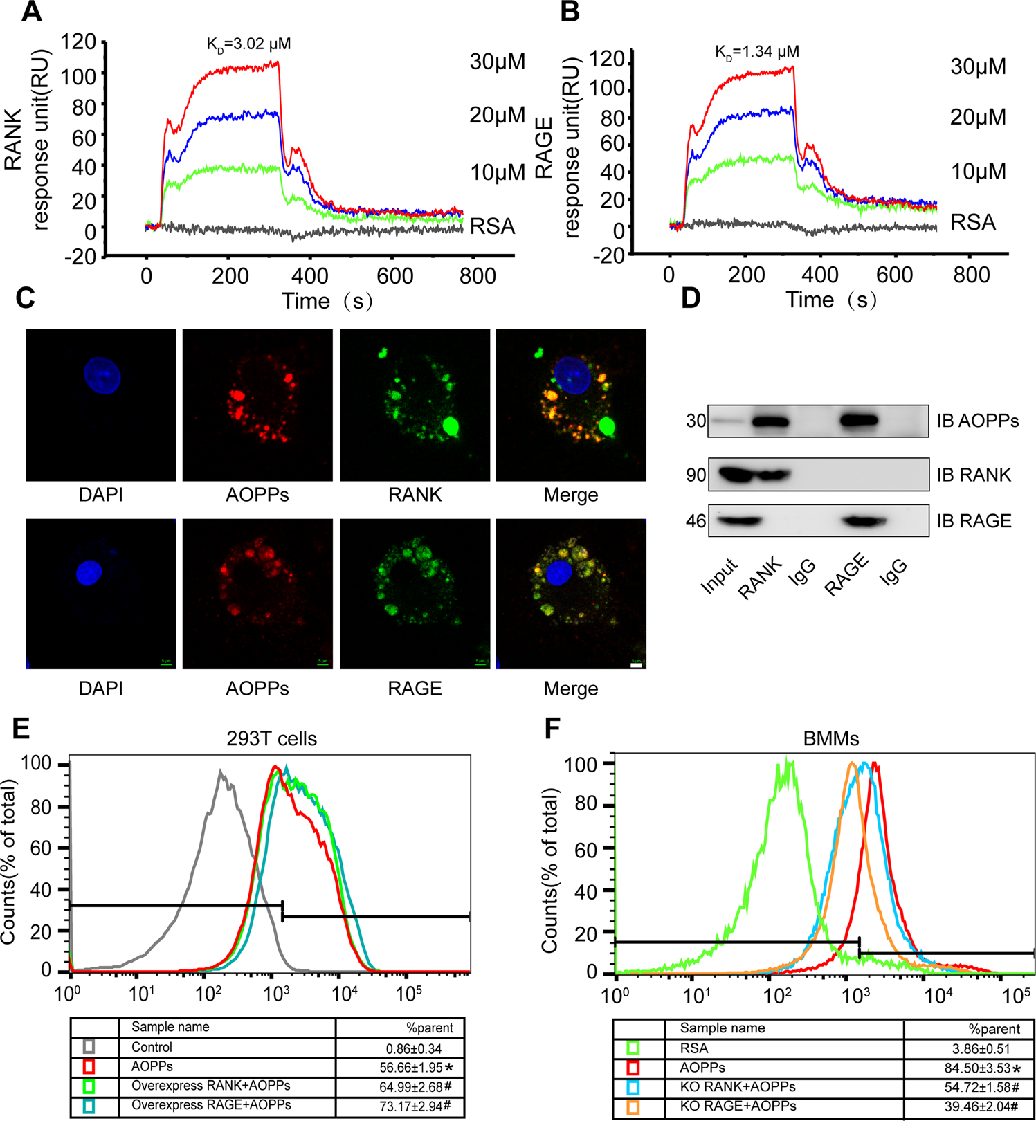 Fig. 3: Binding of AOPPs to RANK and RAGE.