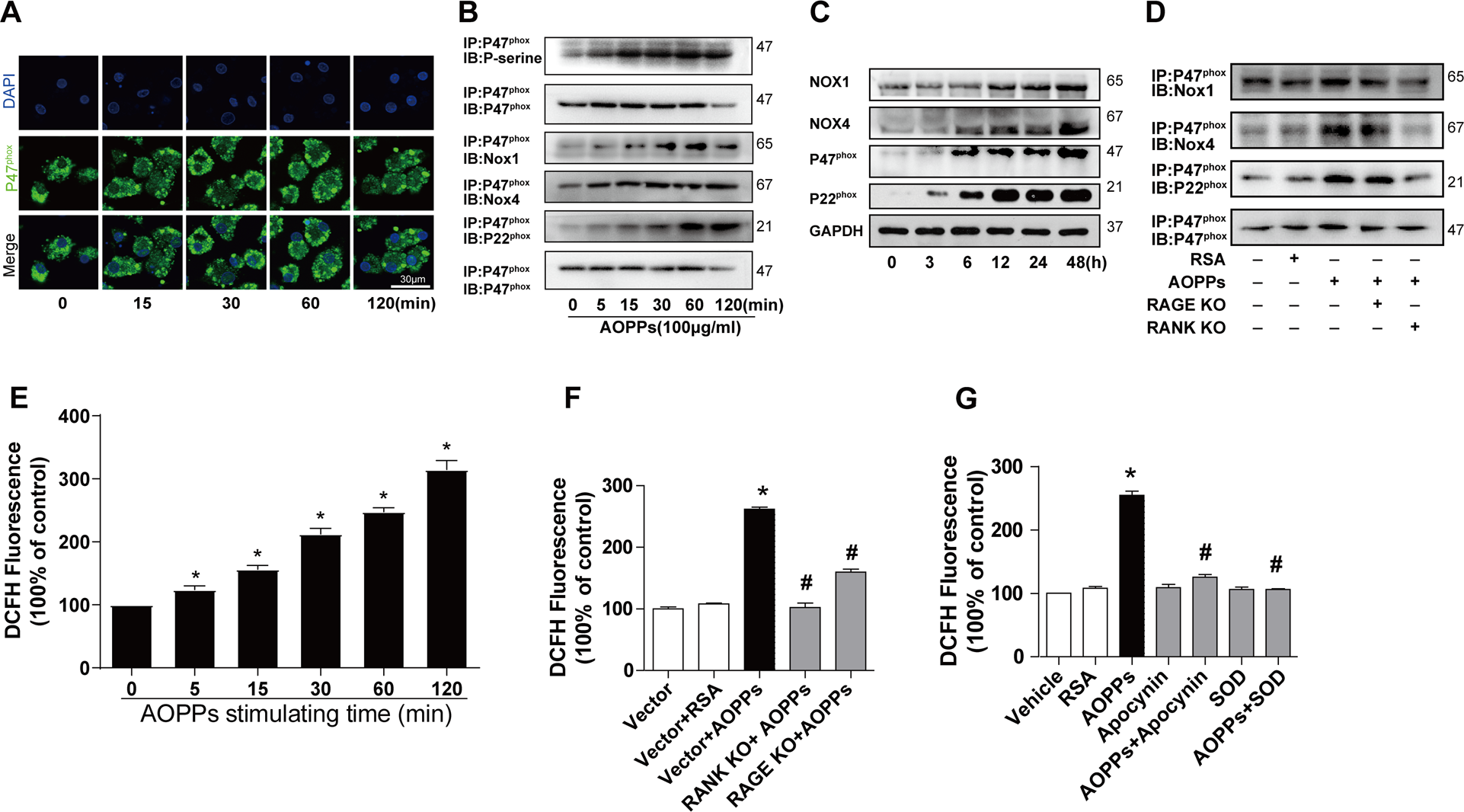 Fig. 4: AOPPs activated NADPH oxidase and increased intracellular ROS generation by RANK and RAGE signaling.