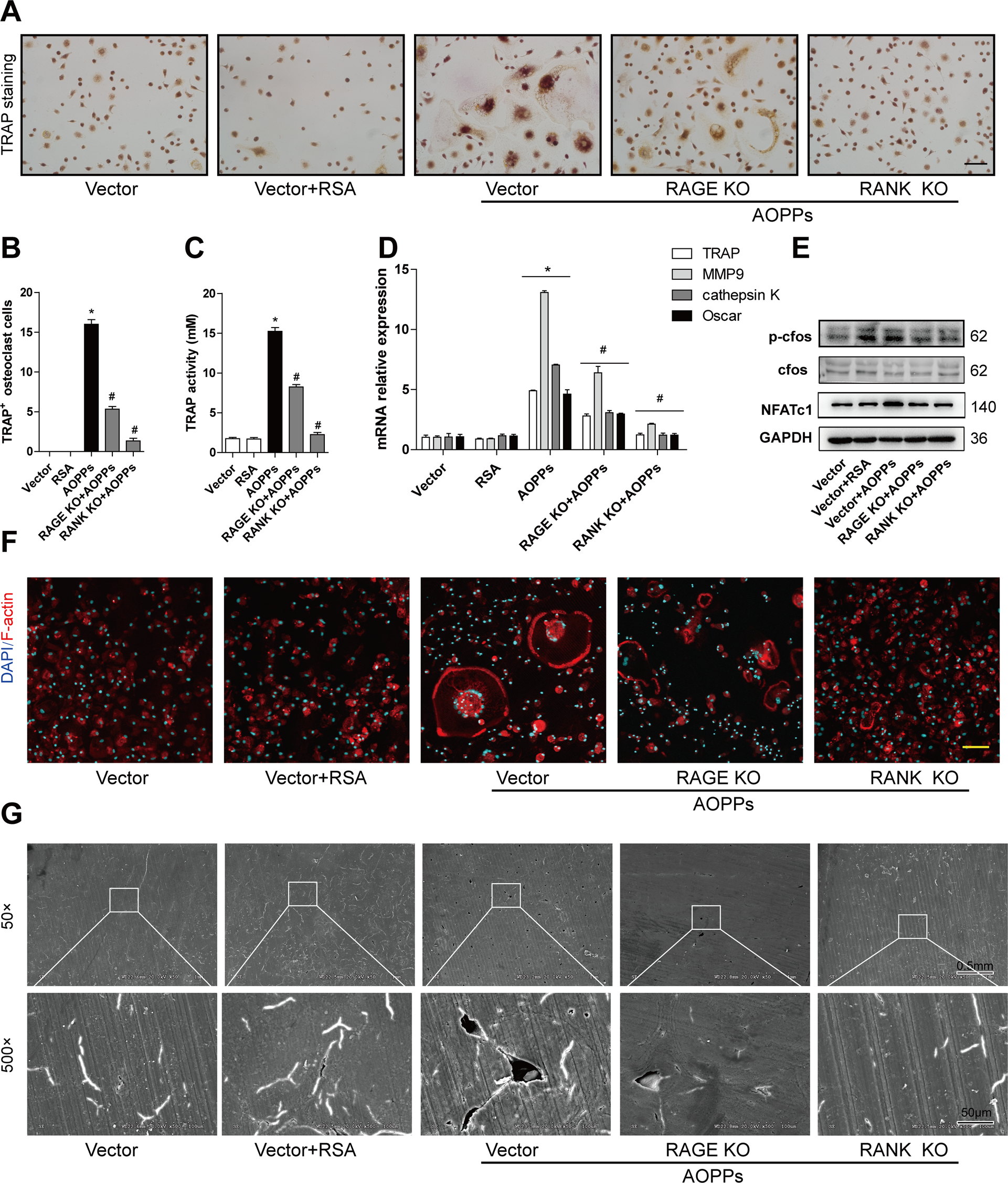 Fig. 6: AOPPs induced osteoclastogenesis by RANK and RAGE signaling.