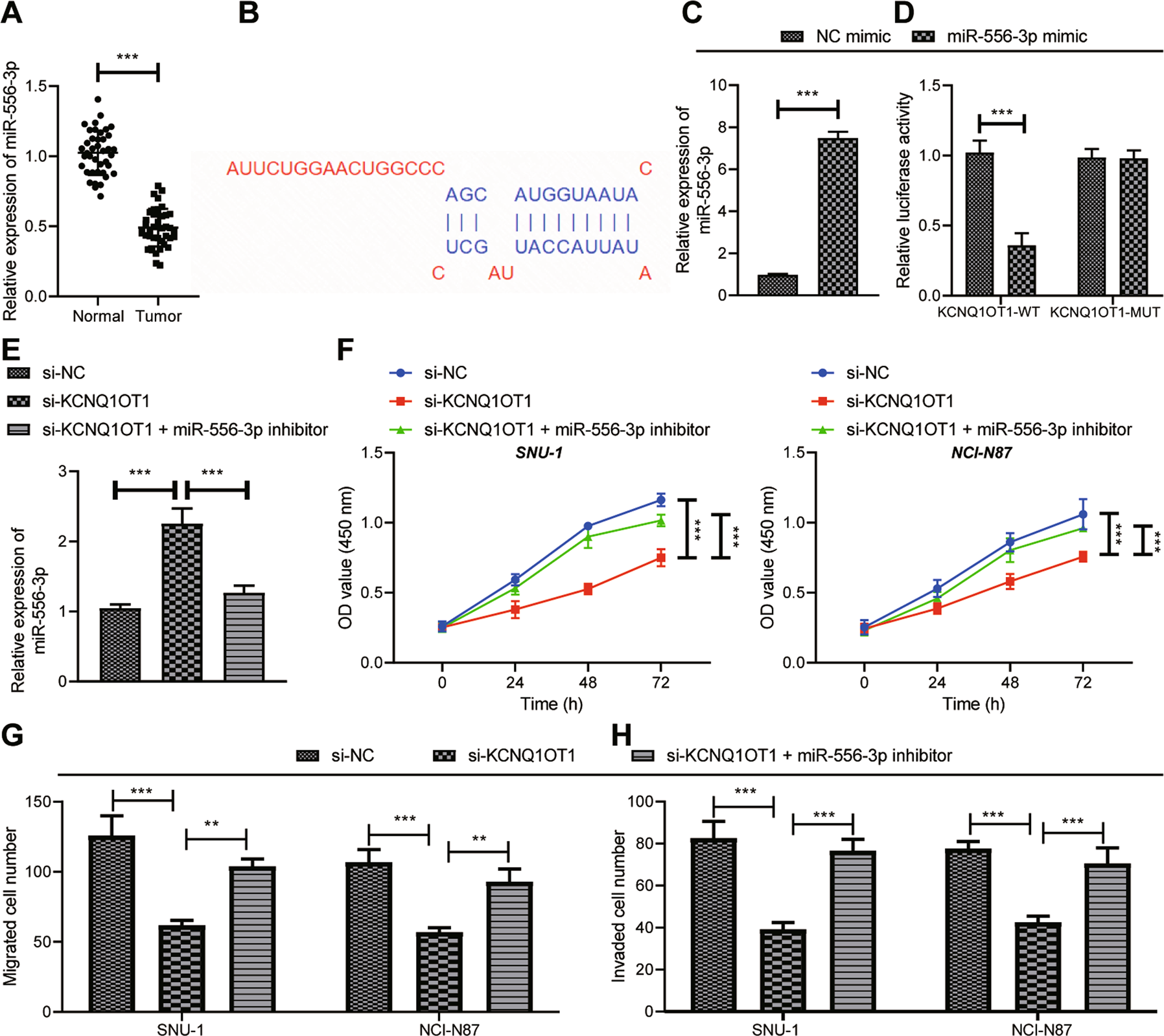 Fig. 5: KCNQ1OT1 knockdown induces GC cell viability, invasion, and migration by upregulating miR-556-3p.