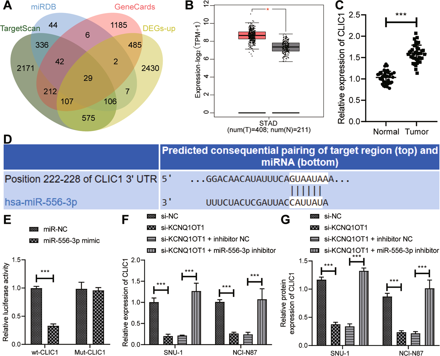 Fig. 6: KCNQ1OT1 binds to miR-556-3p to augment CLIC1 expression in GC cells.