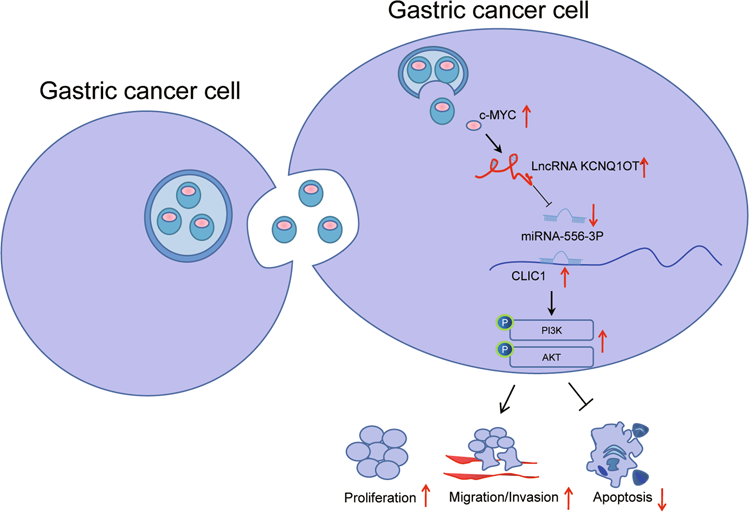 Fig. 8: Molecular mechanism of tumor-derived extracellular vesicles delivering c-Myc affects gastric cancer growth and metastasis via the KCNQ1OT1/miR-556-3p/CLIC1 axis.