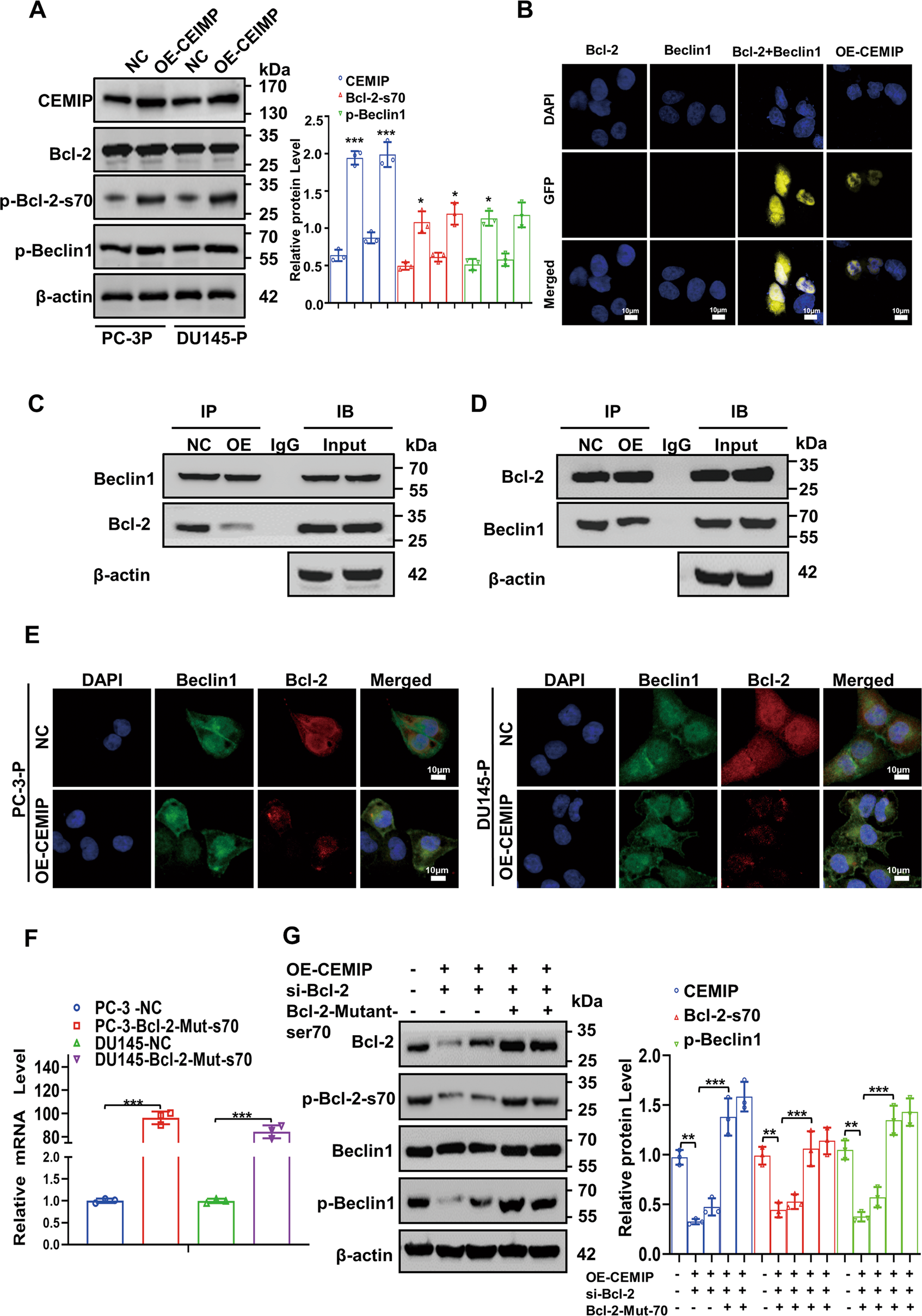 Fig. 4: Phosphorylated Bcl-2-ser70 enhances autophagy by promoting dissociation of Bcl-2/Beclin1 complex.