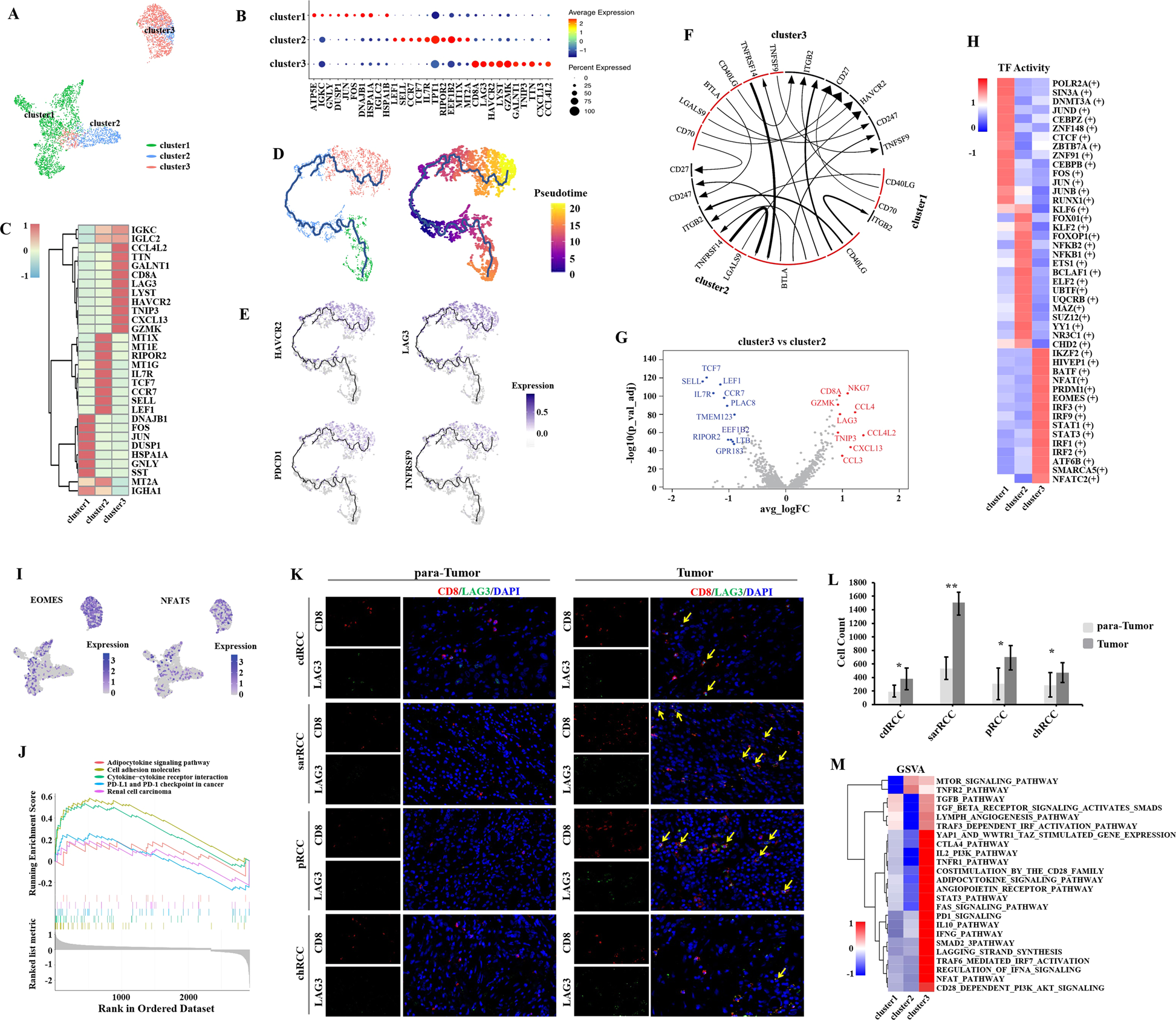 Fig. 3: Exhausted CD8+ T cells are enriched in nccRCC TME.