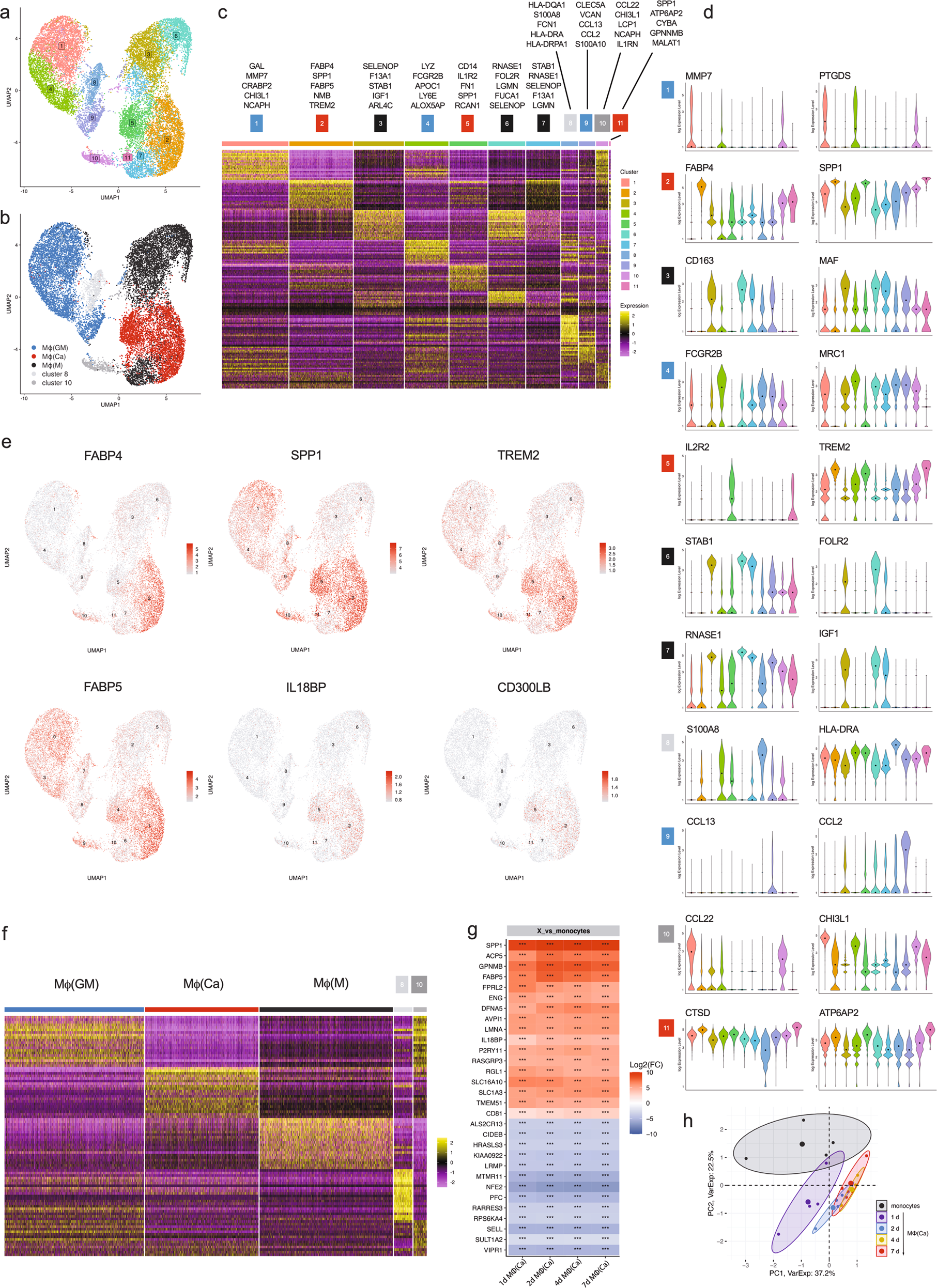 Fig. 2: scRNA-seq defines a unique gene expression pattern of calcium-macrophages.