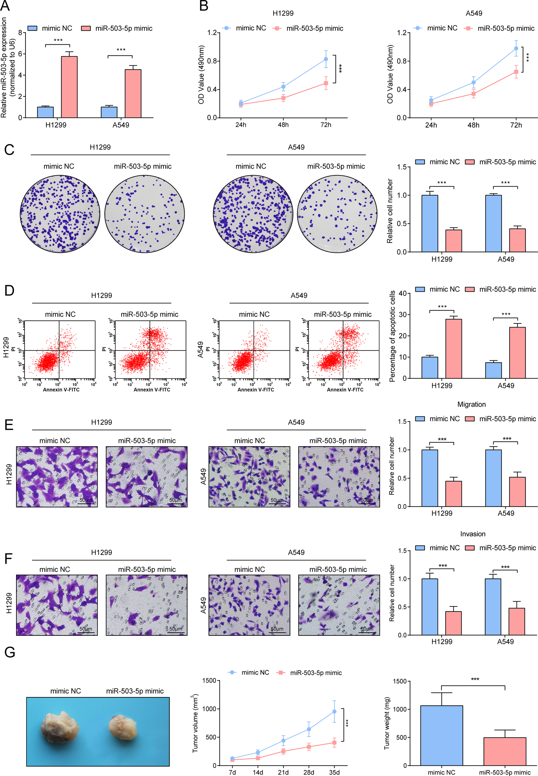 Fig. 4: Repressive effects of miR-503-5p on tumorigenicity of NSCLC.
