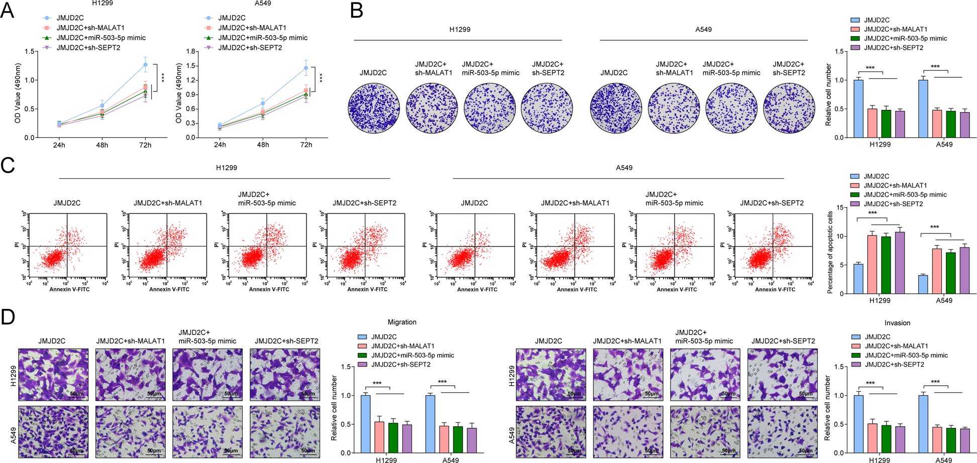Fig. 5: The promoting effects of elevated JMJD2C on NSCLC are reversed by silencing MALAT1 or SEPT2, or restoring miR-503-5p.