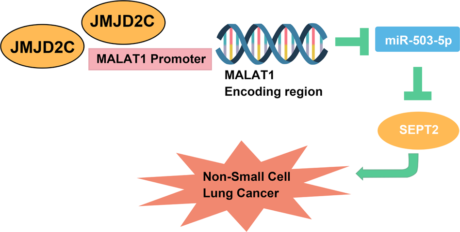 Fig. 6: The network of JMJD2C.