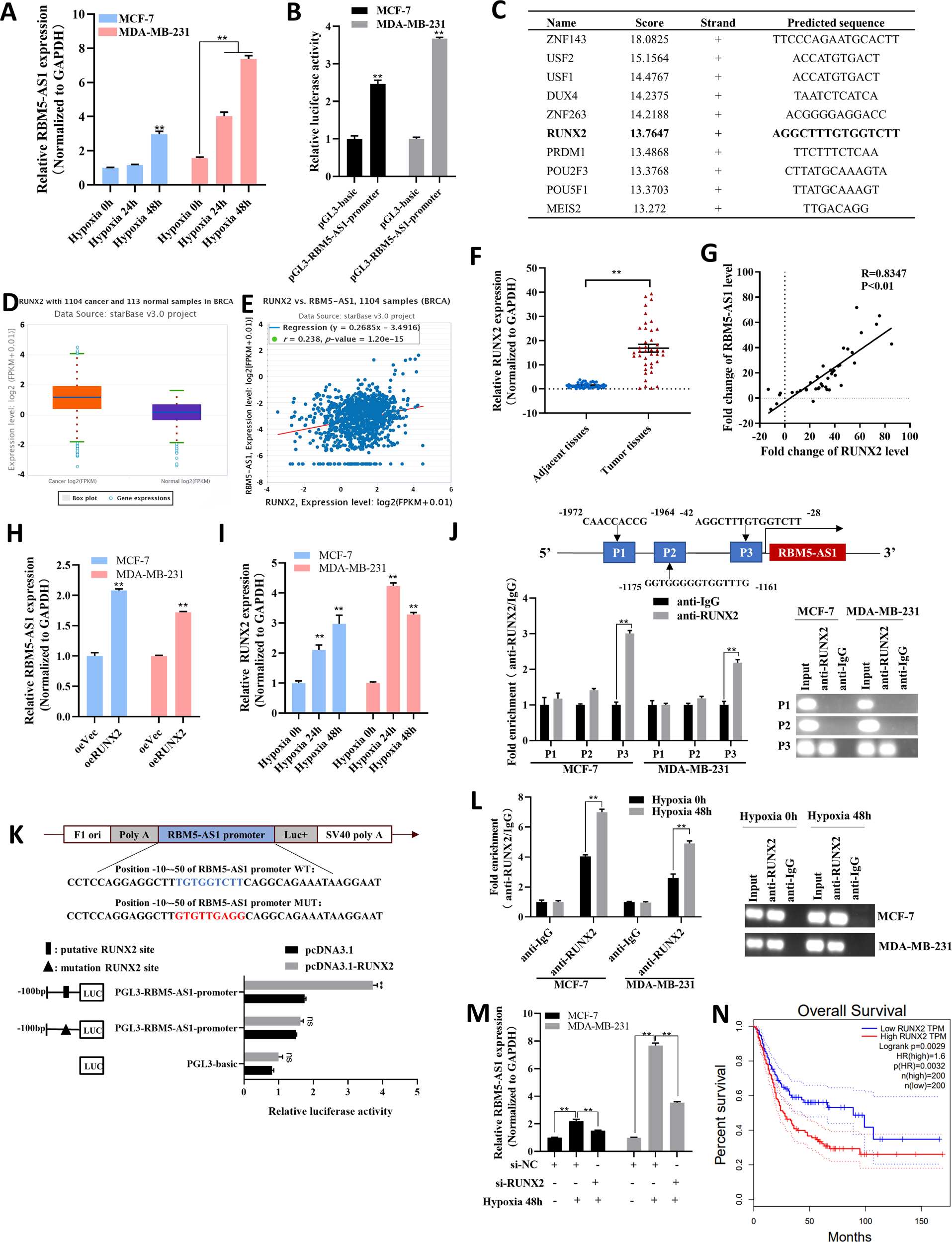 Fig. 2: Hypoxic-induced RUNX2 upregulates RBM5-AS1 expression in breast cancer cells.