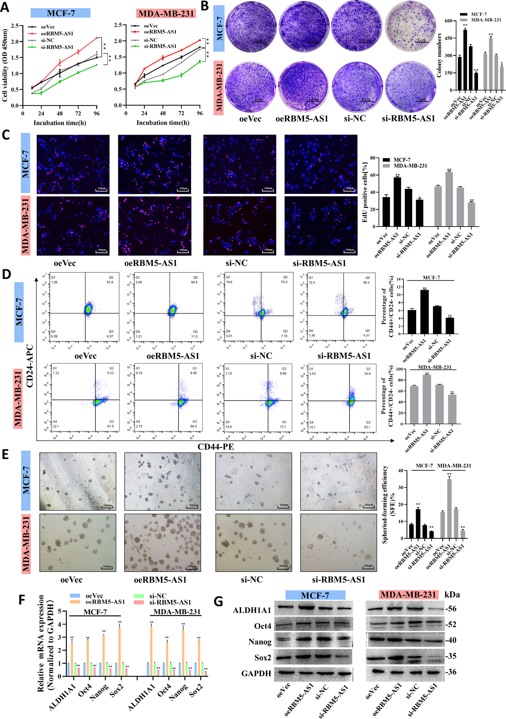 Fig. 3: RBM5-AS1 promotes proliferation and stemness of breast cancer cell in vitro.