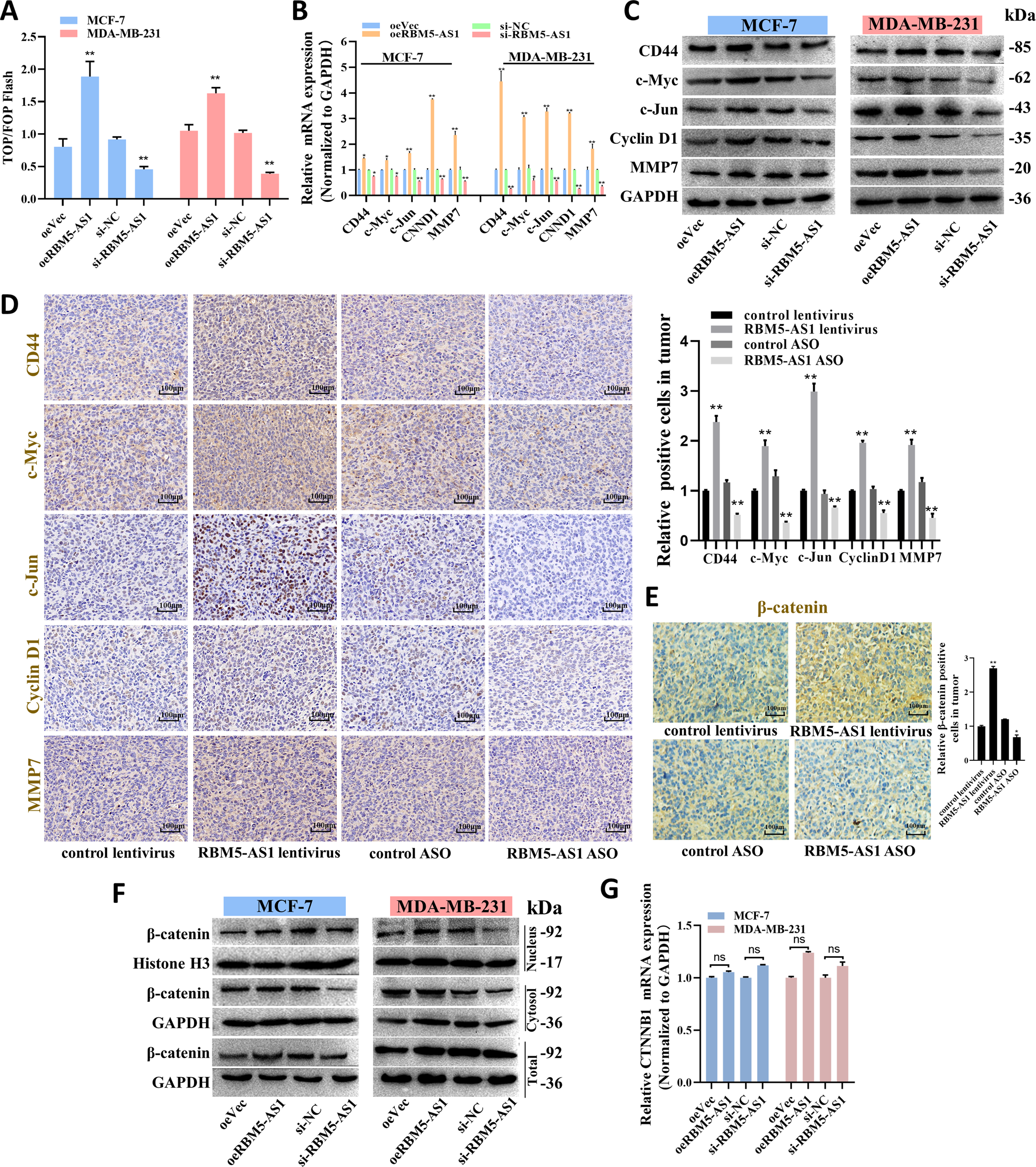 Fig. 5: RBM5-AS1 activates Wnt/β-catenin signaling and upregulates β-catenin protein levels in breast cancer cells.