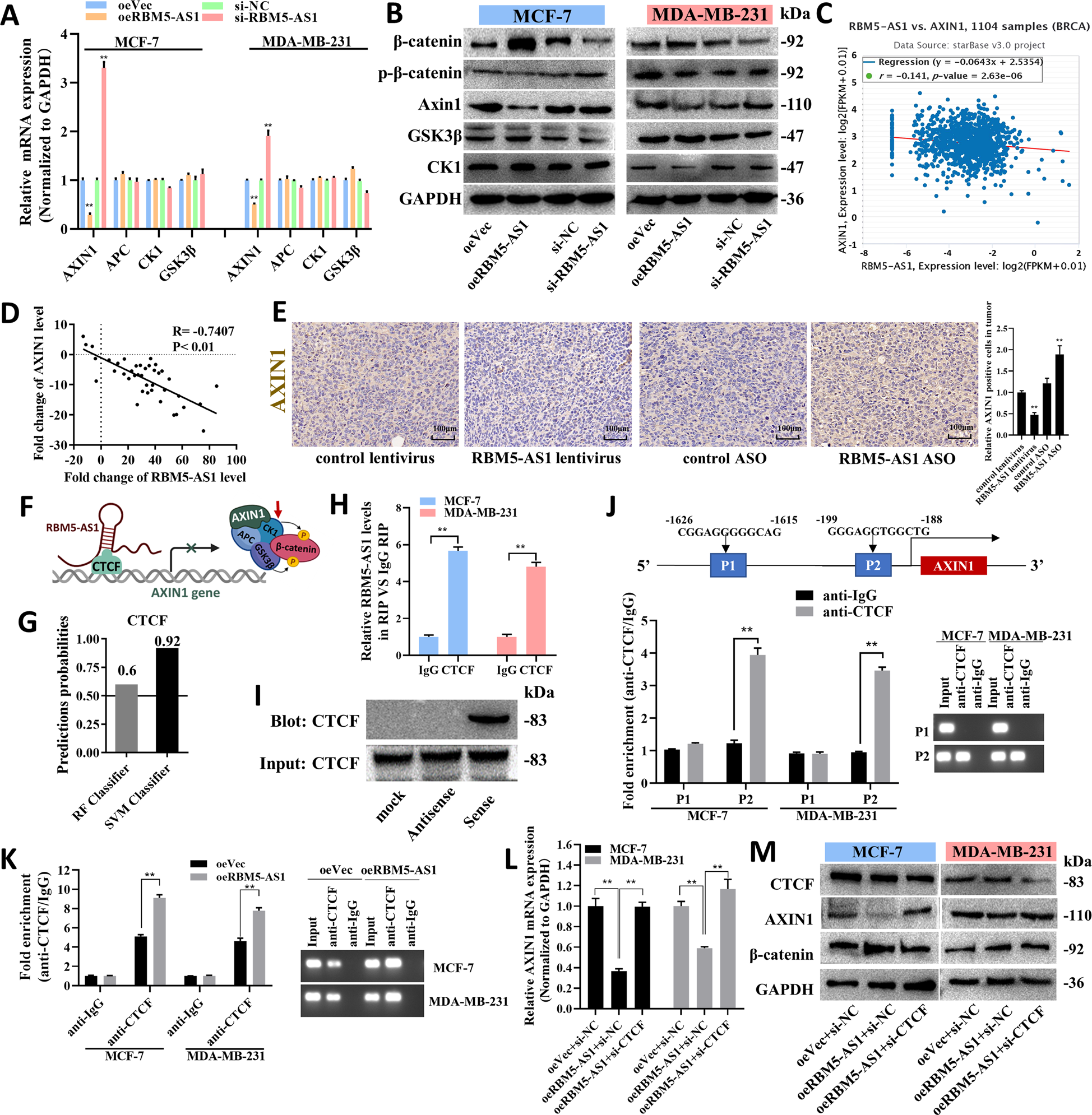 Fig. 6: RBM5-AS1 promotes accumulation of β-catenin through inhibiting a β-catenin destruction complex component, AXIN1.